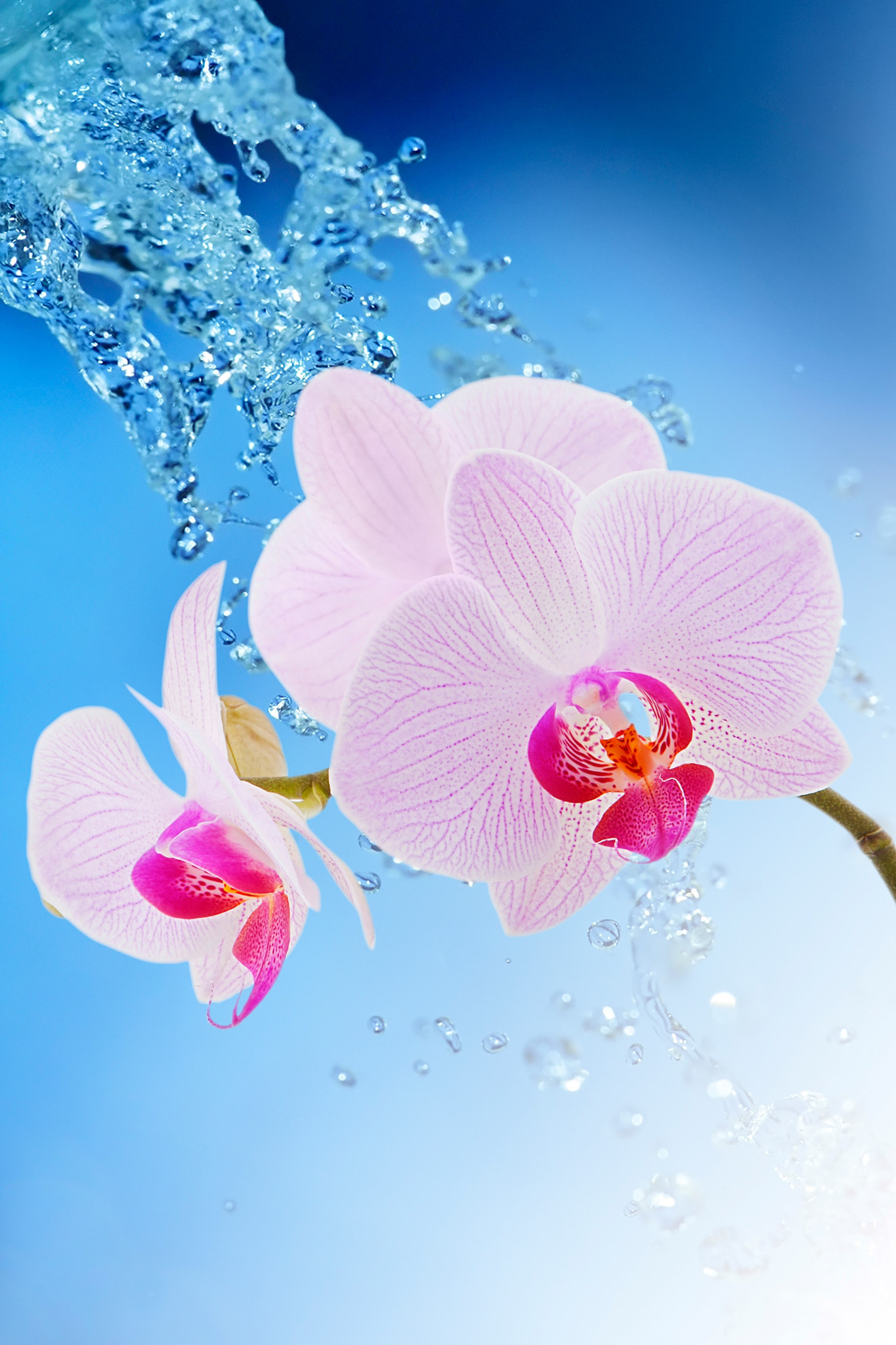 Canon EOS 40D + Canon EF 24-70mm F2.8L USM sample photo. Orchid photography