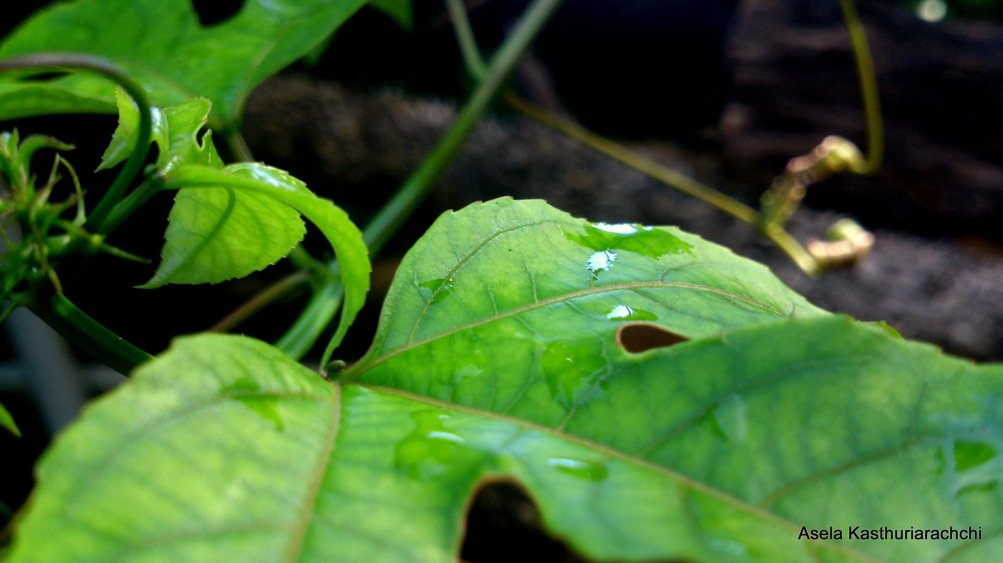 Sony Xperia T sample photo. Passion leaves photography
