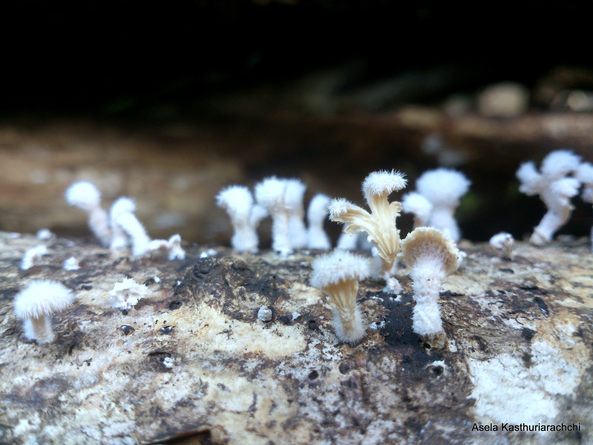 Sony Xperia T sample photo. Mosses on log photography