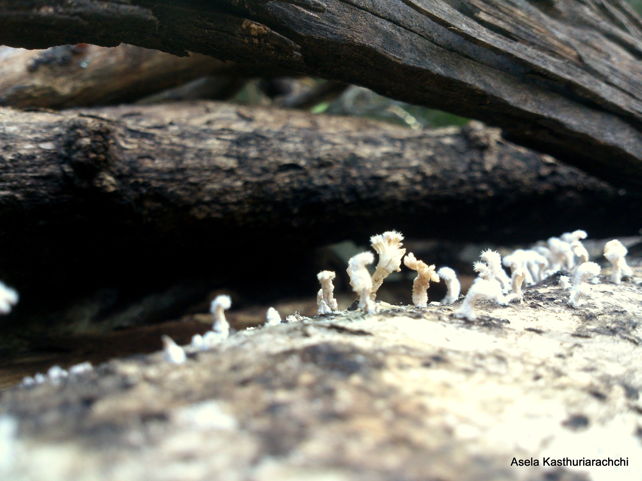 Sony Xperia T sample photo. Mosses on log photography