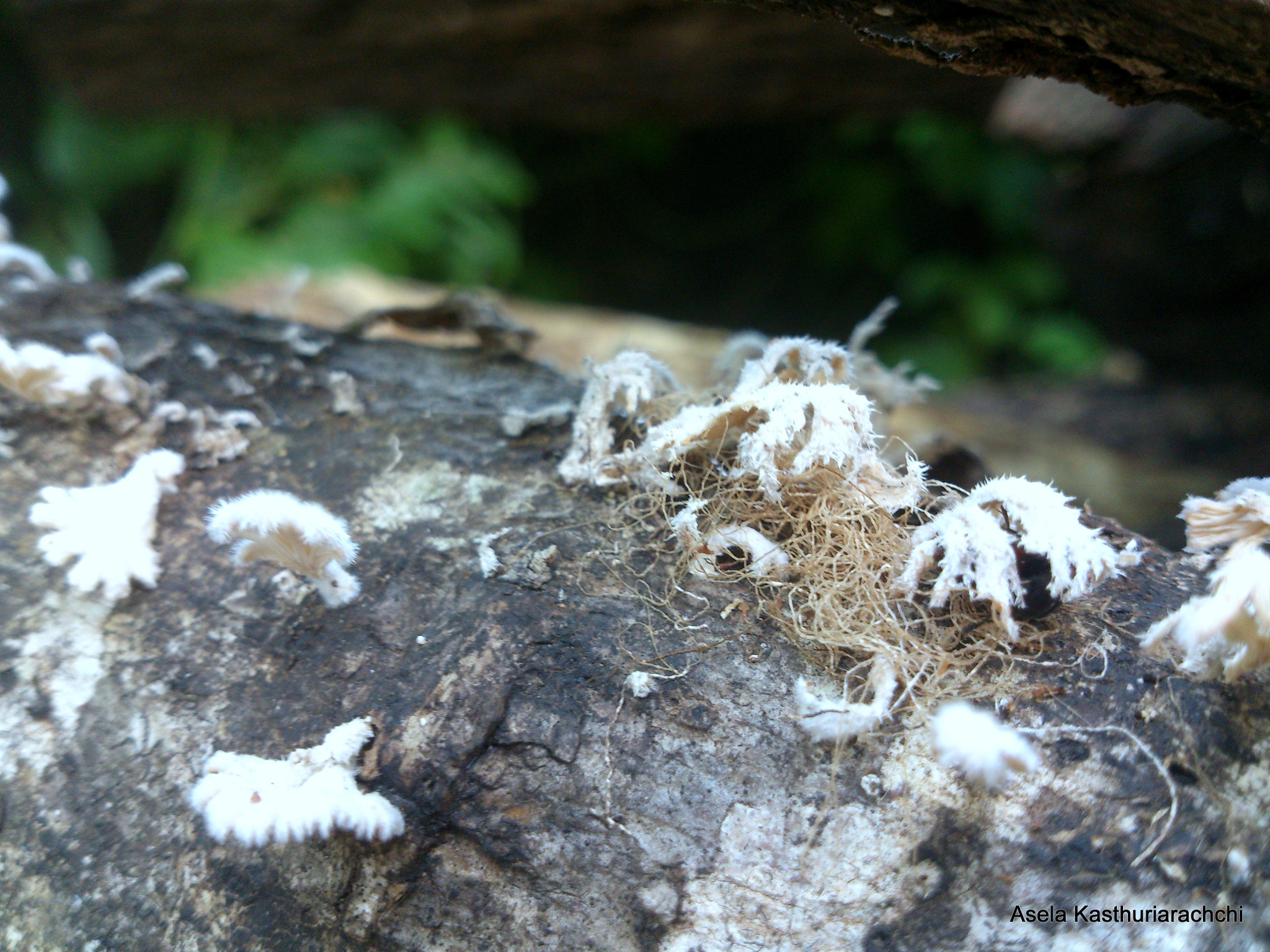 Sony Xperia T sample photo. Mosses on log photography