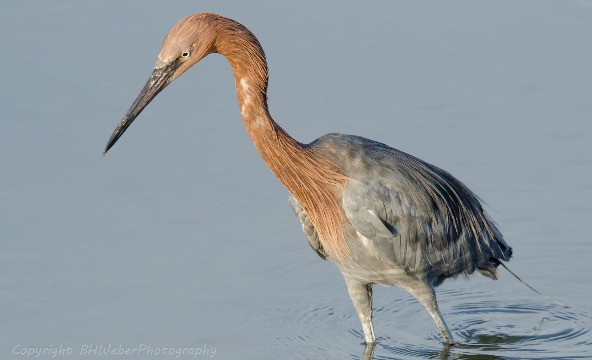 Nikon Nikkor AF-S 300mm F4E PF ED VR sample photo. Reddish egret photography