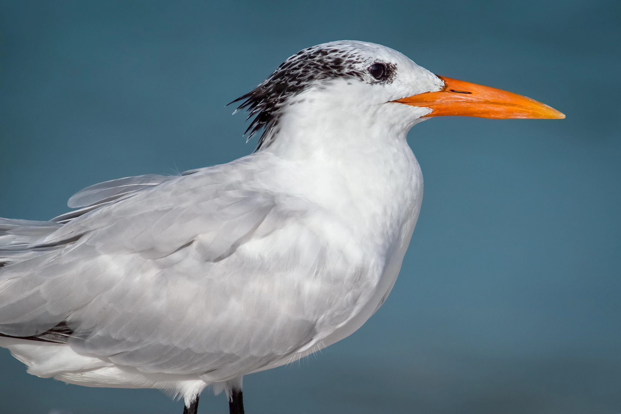 Olympus E-620 (EVOLT E-620) sample photo. Royal tern (thalasseus maximus) photography