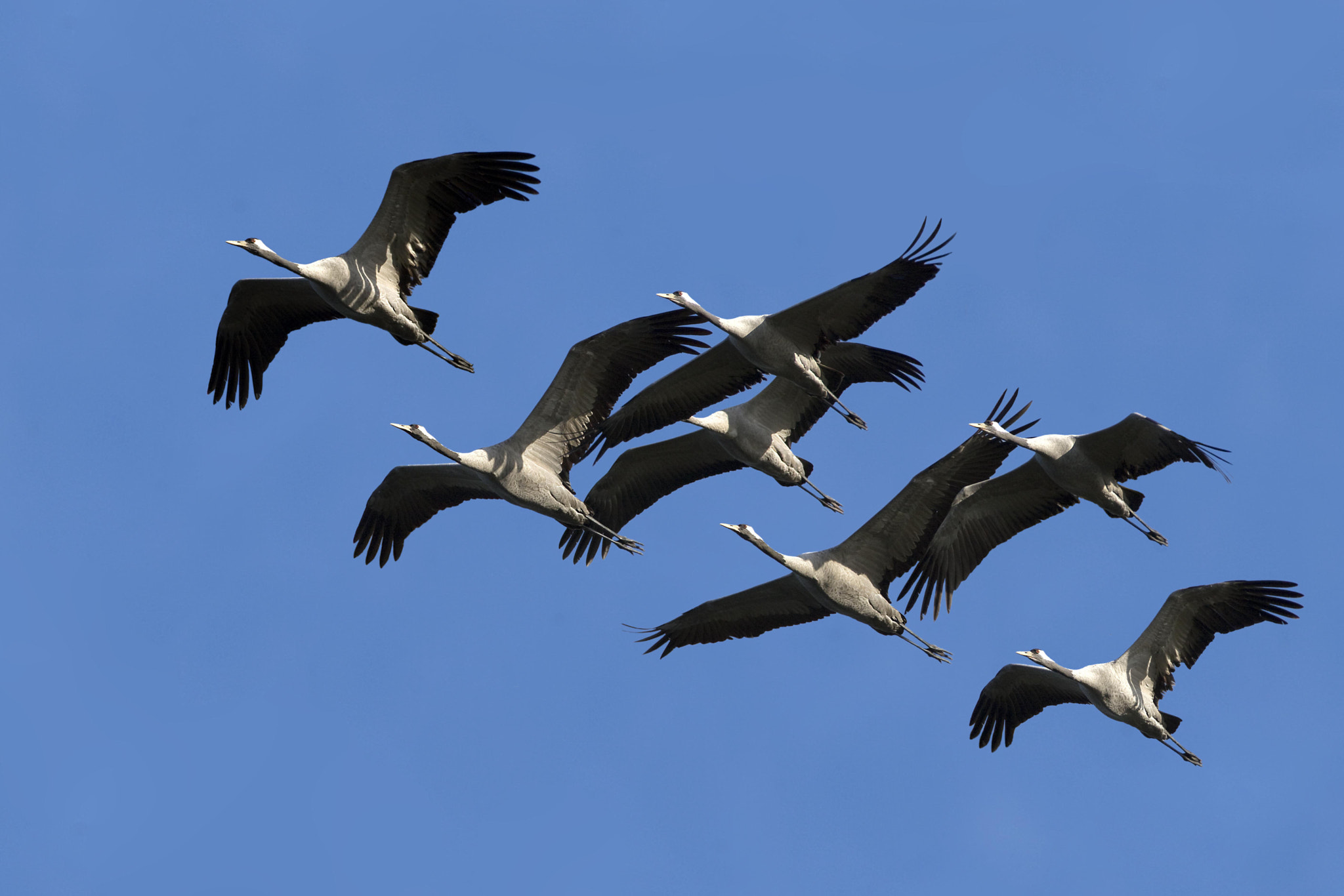 EF300mm f/2.8L USM +2.0x sample photo. Cranes photography