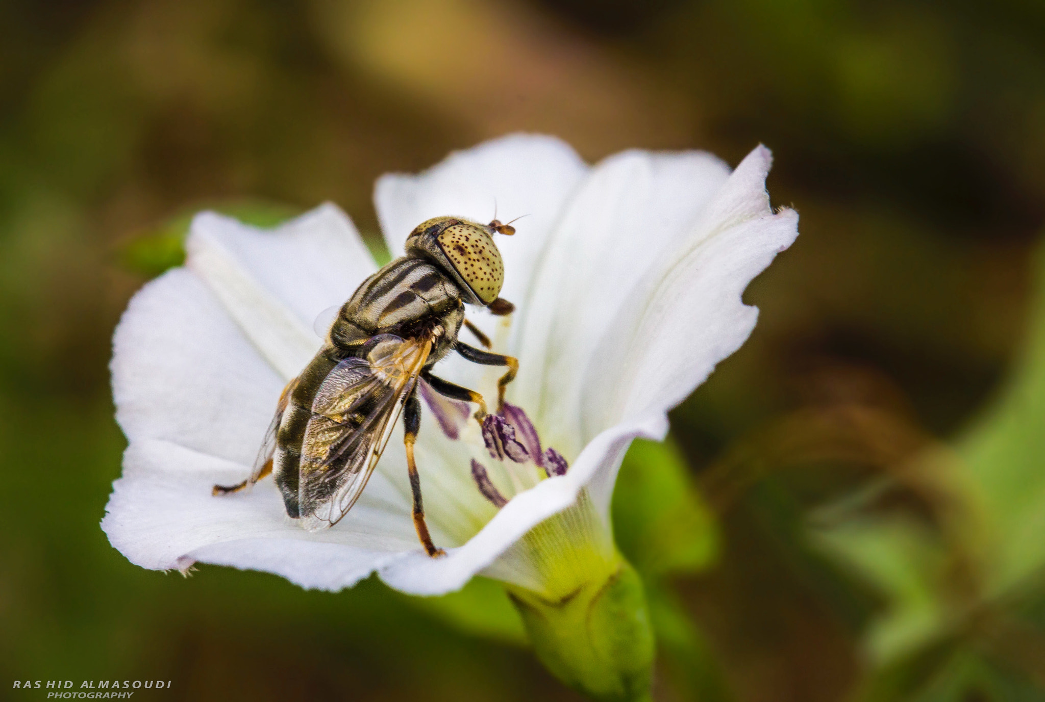 Canon EOS 600D (Rebel EOS T3i / EOS Kiss X5) + Canon EF 100mm F2.8L Macro IS USM sample photo. Https://instagram.com/p/bkxg1lbhv-z/ photography