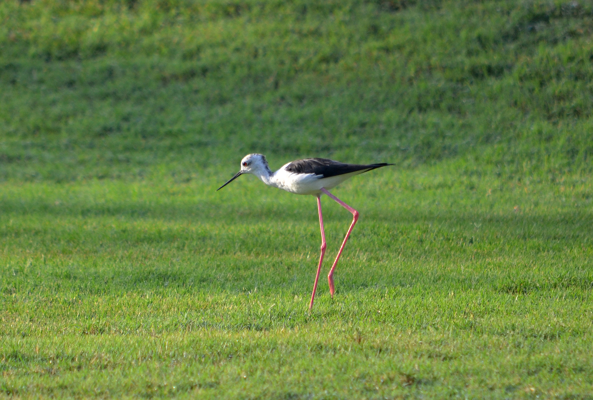 Nikon D3100 + AF Nikkor 85mm f/1.8 sample photo. Black winged stilt photography