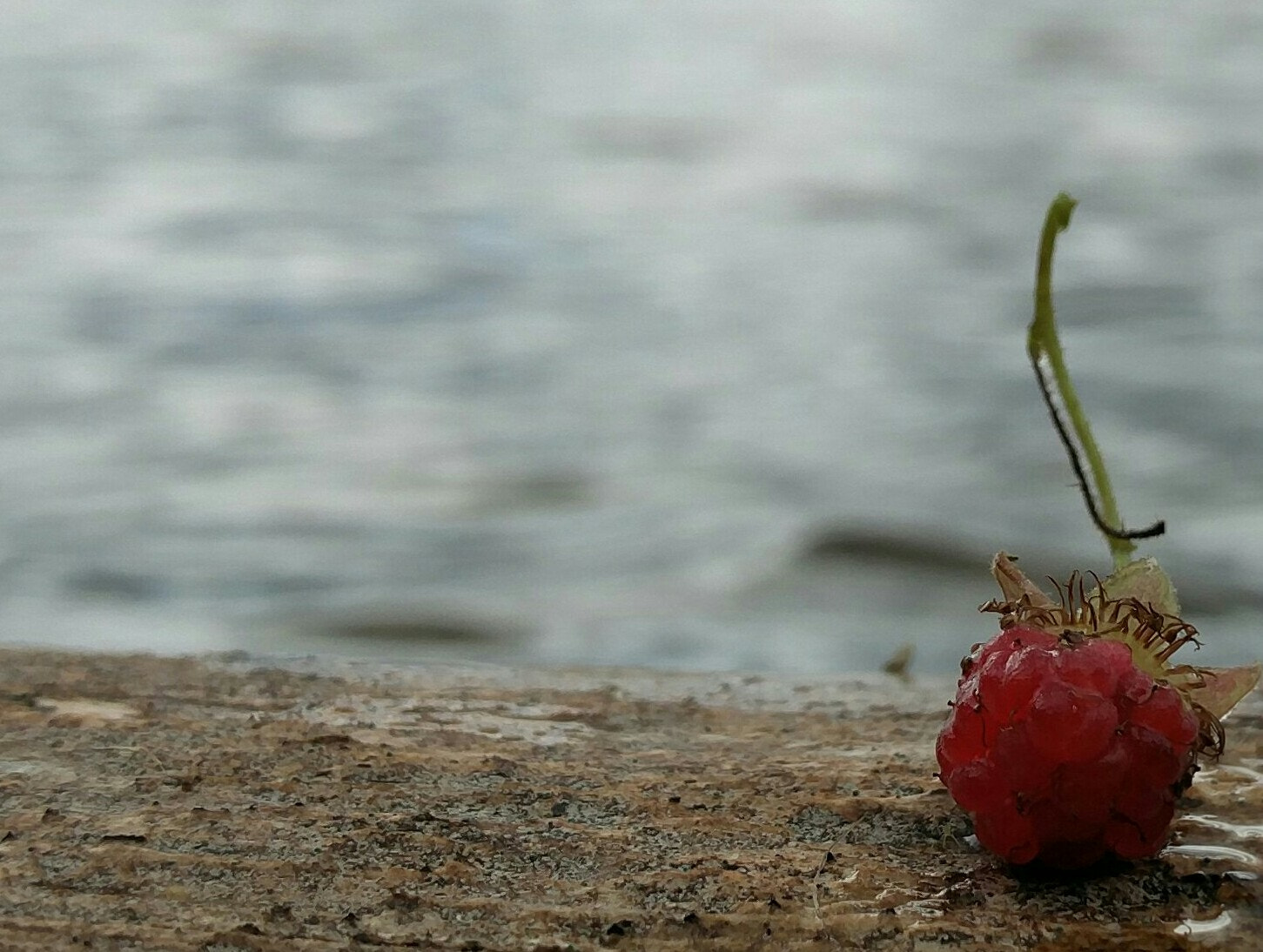 OnePlus ONE A2005 sample photo. Raspberry temptation  photography