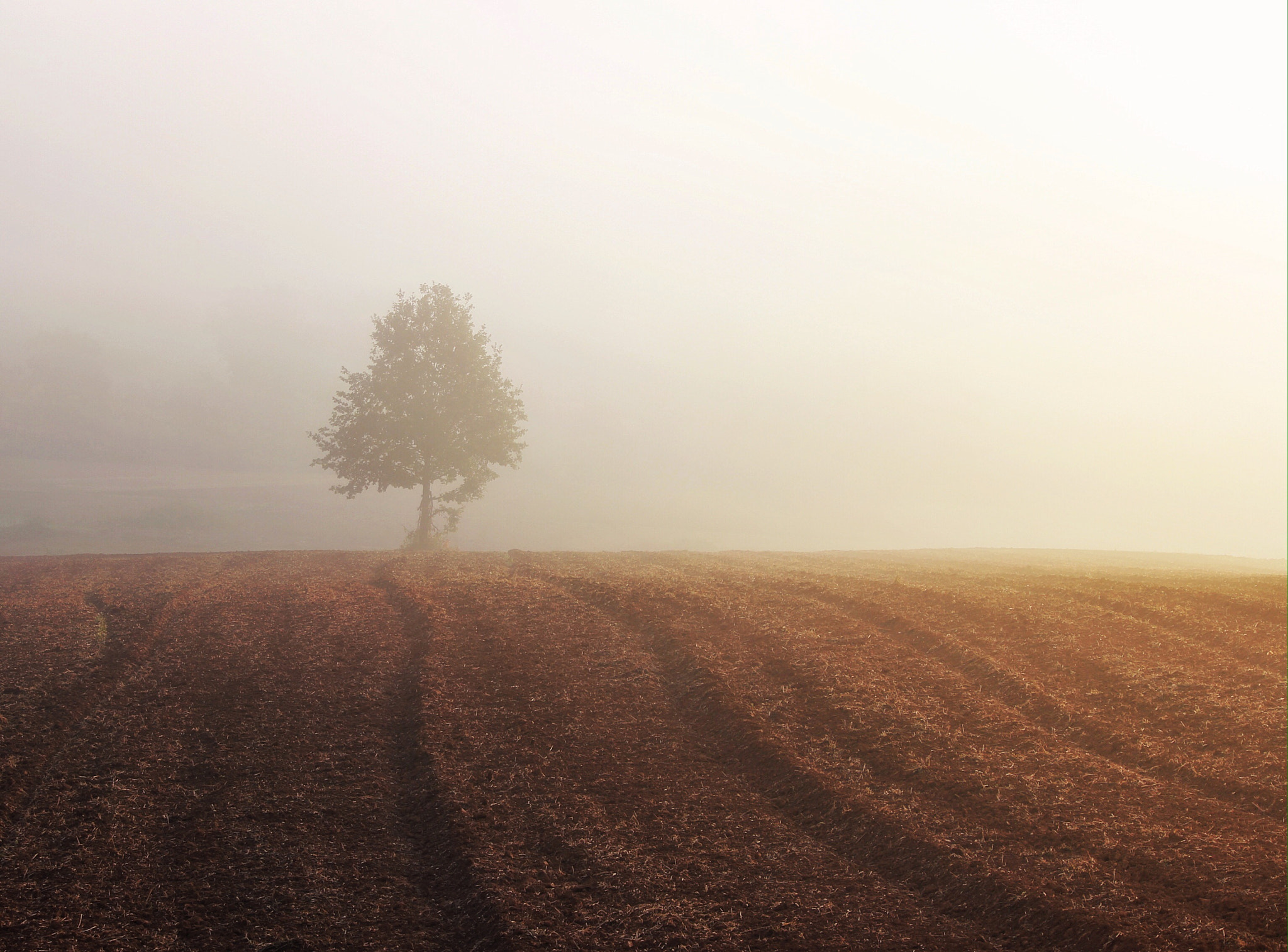 Canon EF-S 55-250mm F4-5.6 IS II sample photo. Morning fog photography