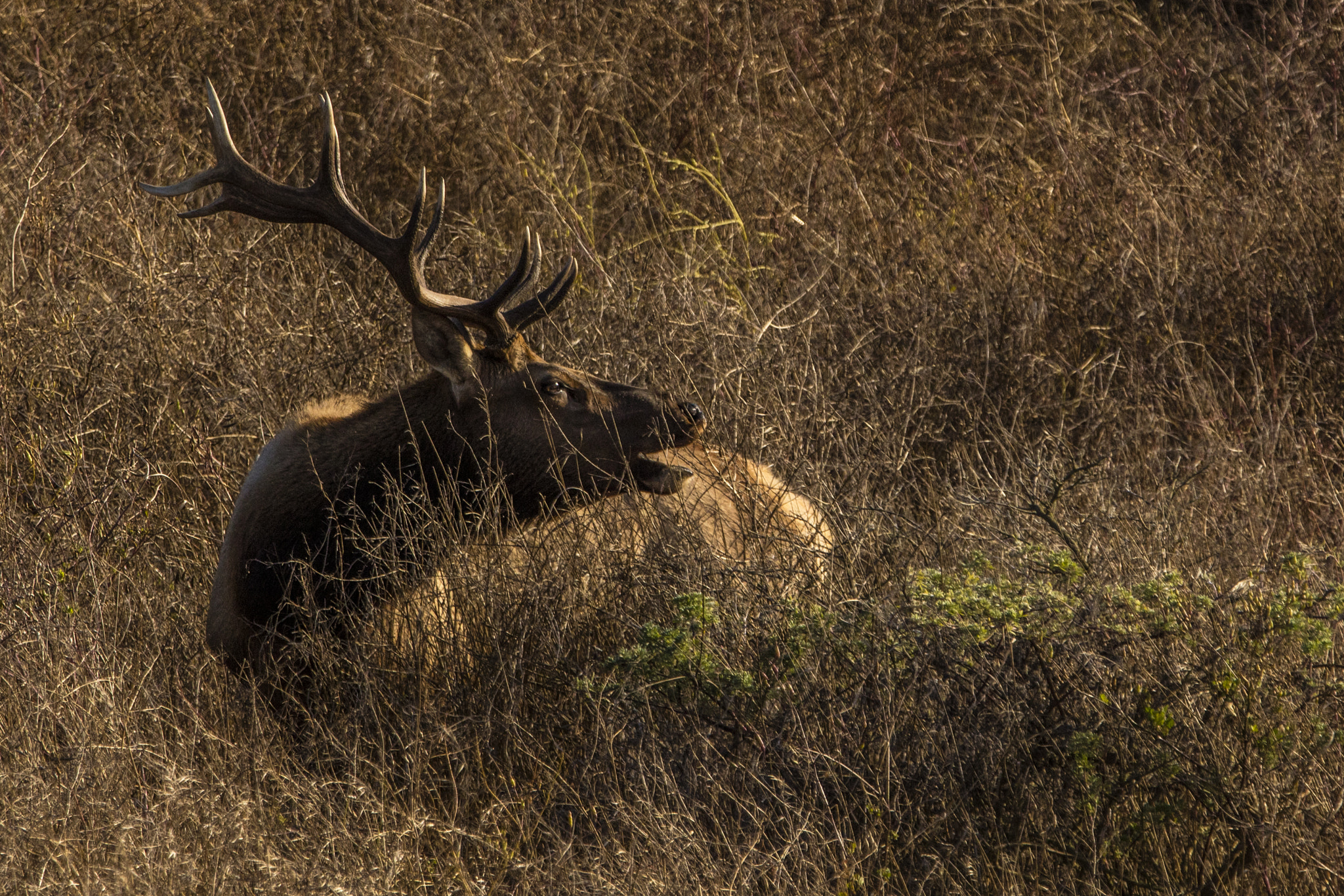 Canon EOS 5DS R + Canon EF 70-200mm F2.8L IS II USM sample photo. A tules elk calls out photography
