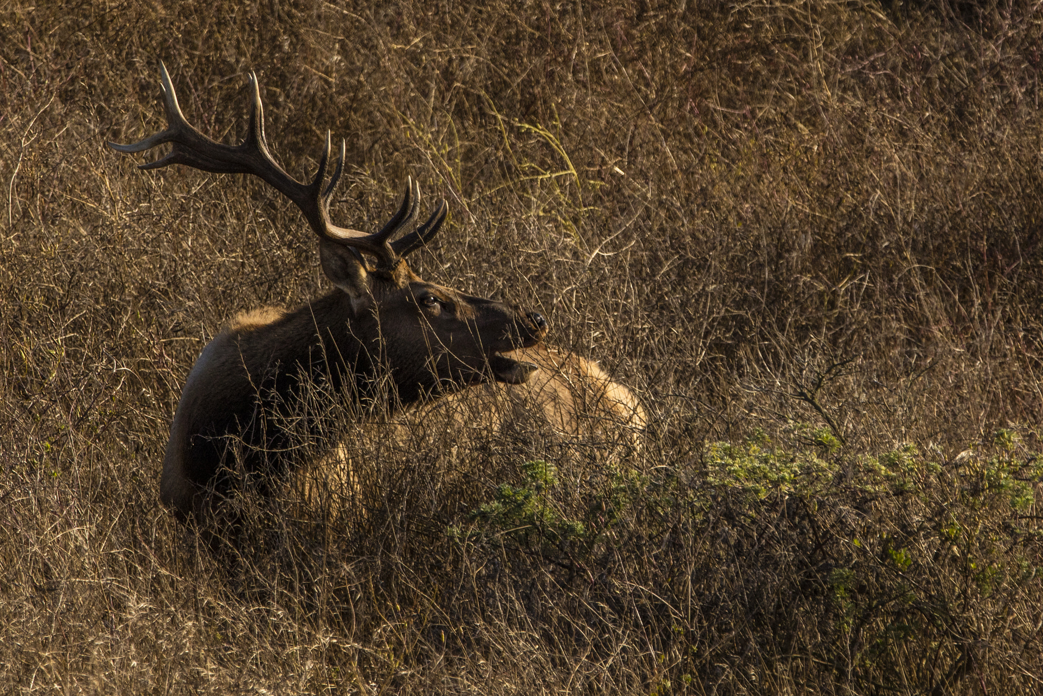 Canon EF 70-200mm F2.8L IS II USM sample photo. A tules elk calls out photography