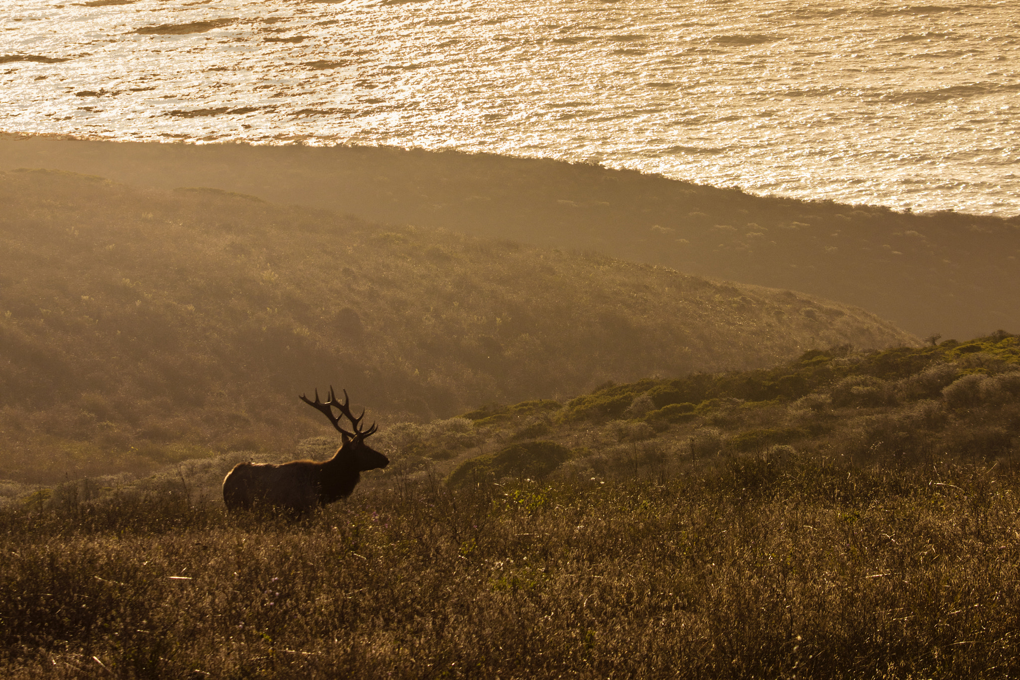 Canon EOS 5DS R sample photo. An elk heads toward the pacific photography