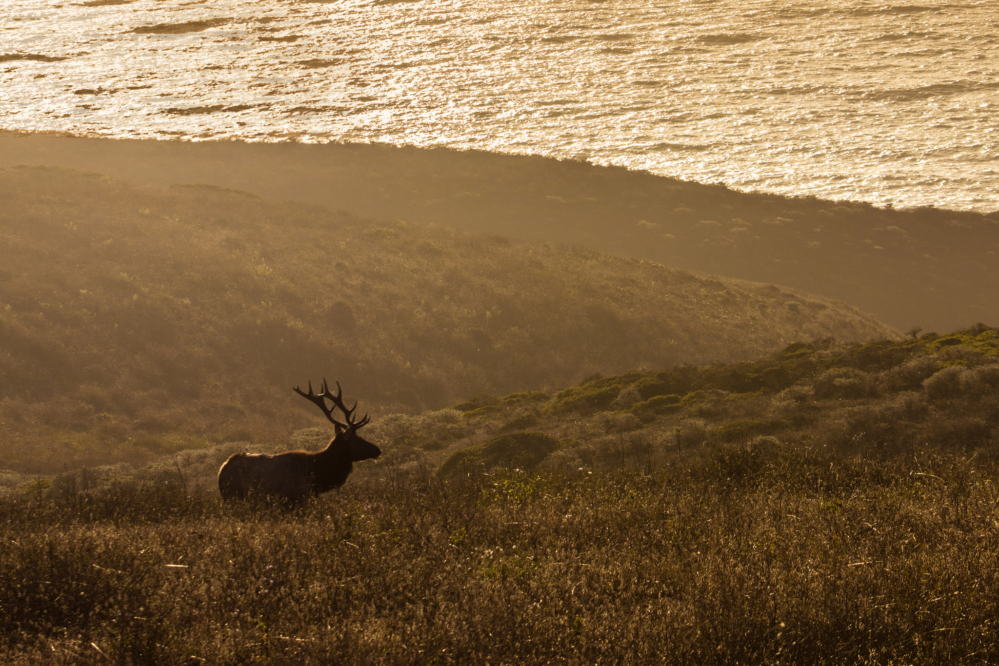Canon EF 70-200mm F2.8L IS II USM sample photo. An elk heads toward the pacific photography