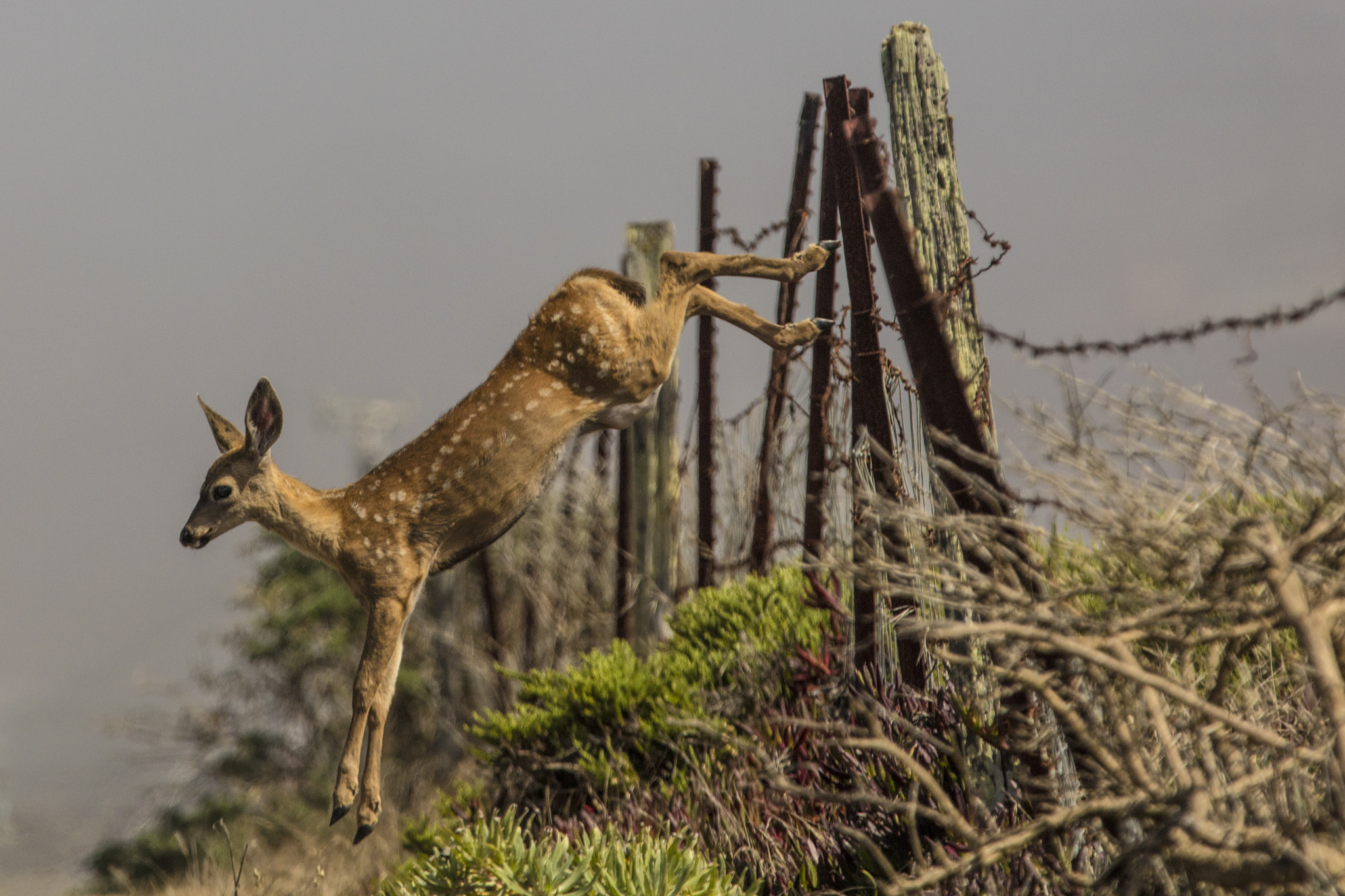 Canon EOS 5DS R + Canon EF 70-200mm F2.8L IS II USM sample photo. Bambi leaps photography