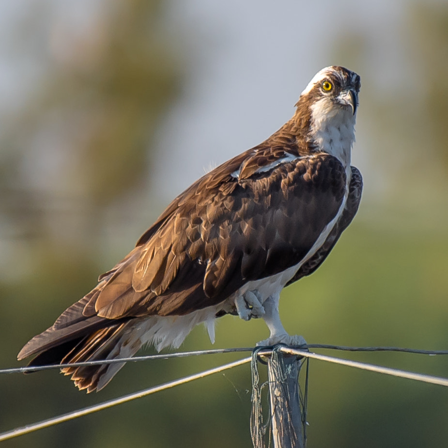 Nikon AF-S Nikkor 200-500mm F5.6E ED VR sample photo. Osprey photography