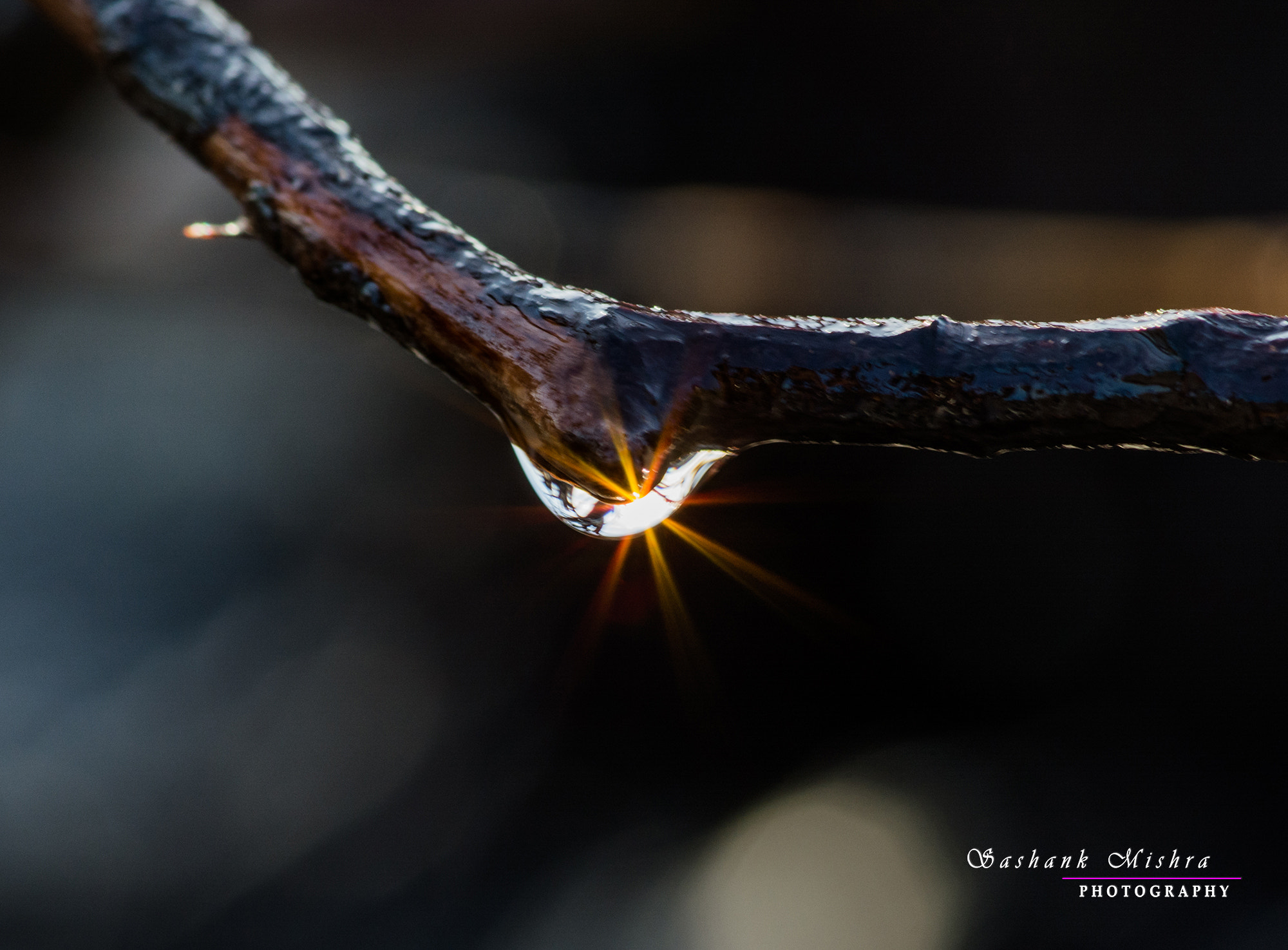 Tokina AT-X Pro 100mm F2.8 Macro sample photo. A drop of sun photography