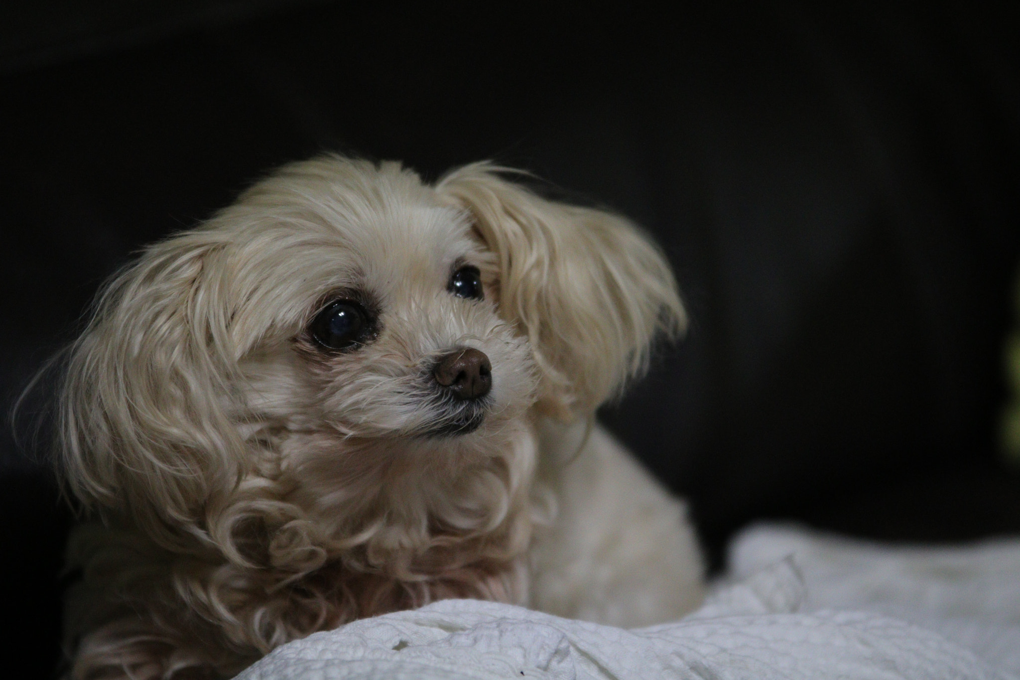 Sigma 70-200mm F2.8 EX DG OS HSM sample photo. 보리 photography