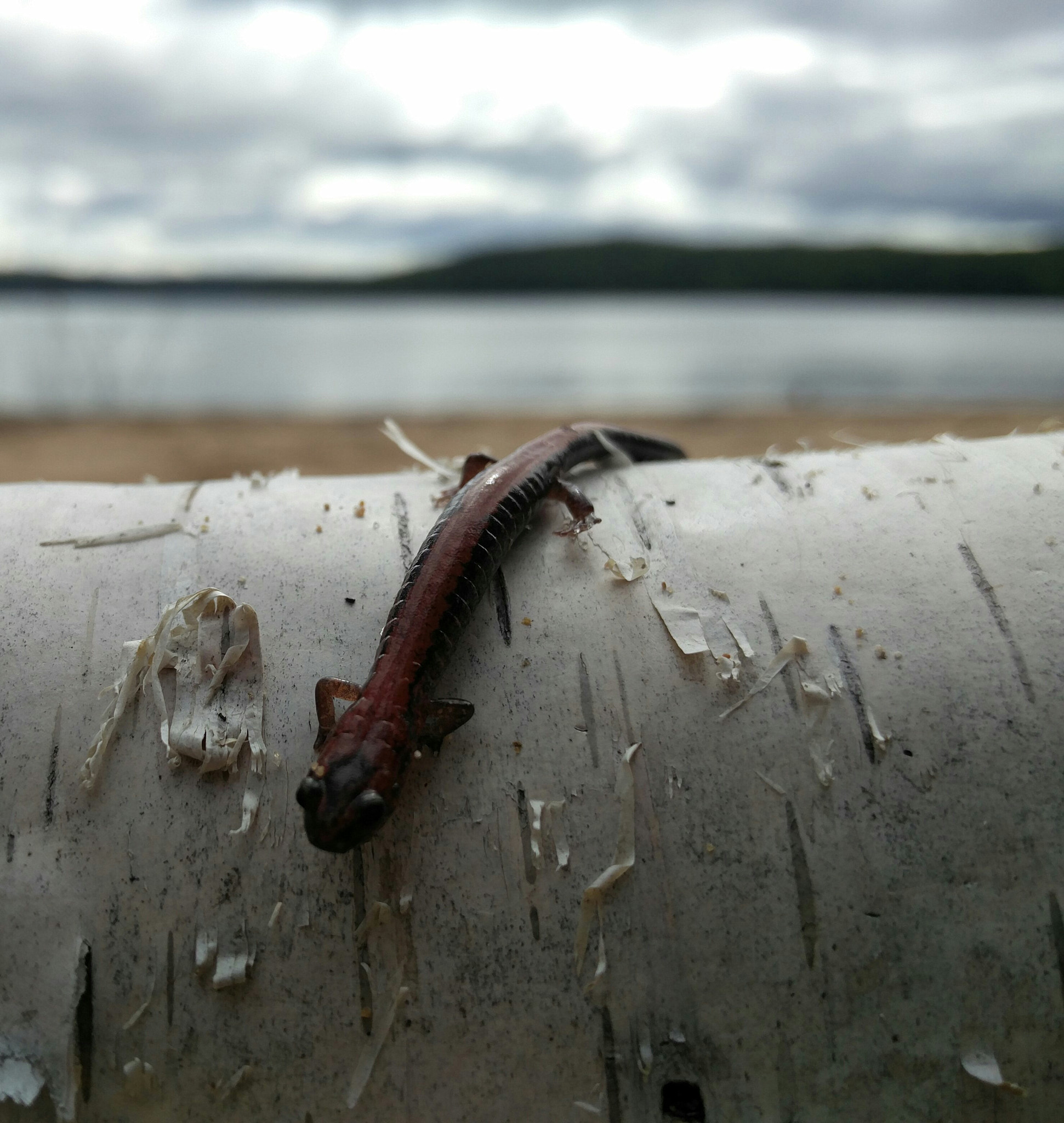 OnePlus ONE A2005 sample photo. Relaxing by the sand photography