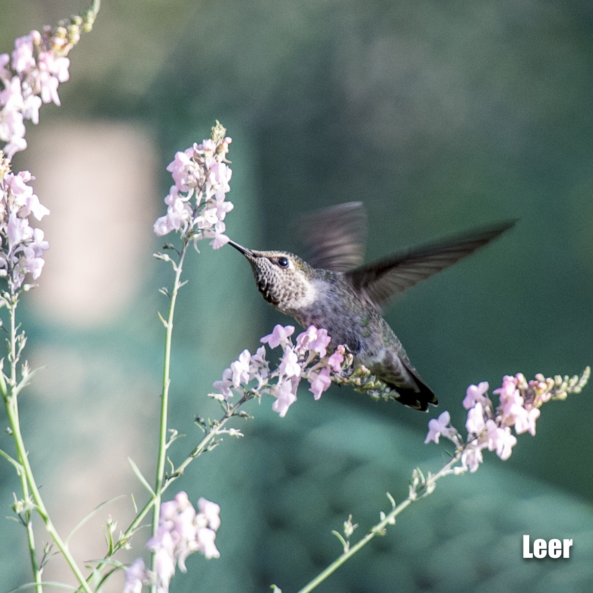 Nikon Df sample photo. My backyard photography