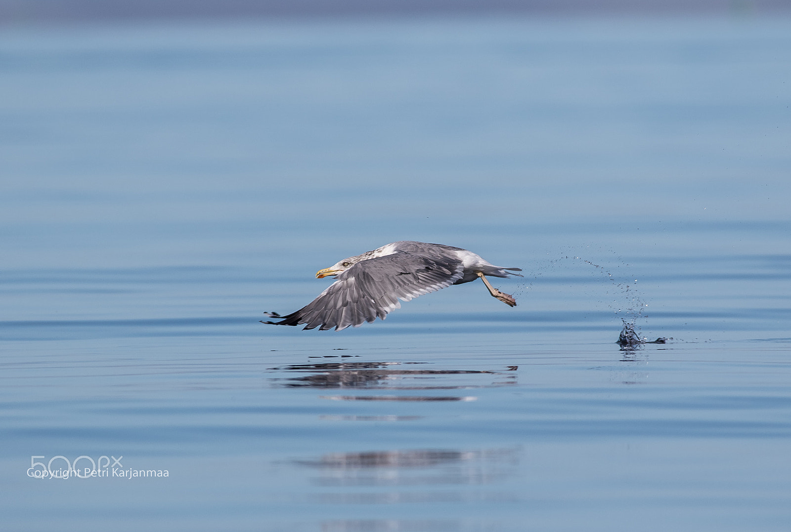 Canon EF 300mm f/2.8L + 1.4x sample photo. Long jump photography