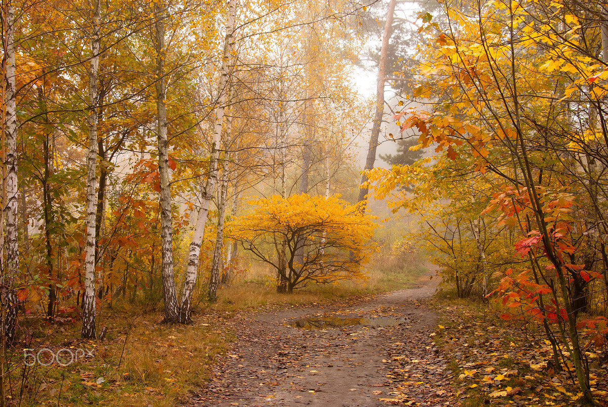 Nikon D80 sample photo. The road in the woods photography
