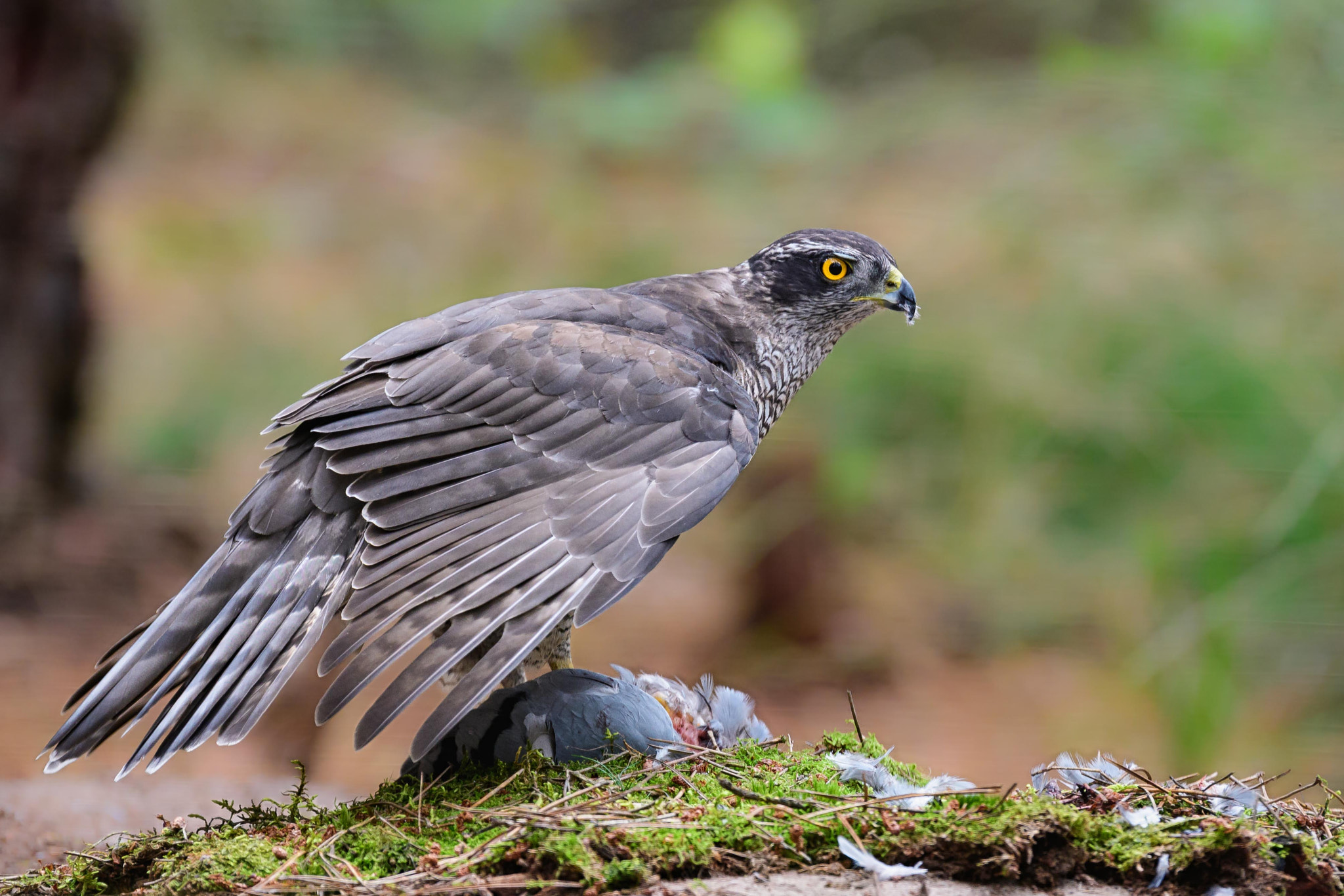 Nikon D500 sample photo. Northern goshawk photography