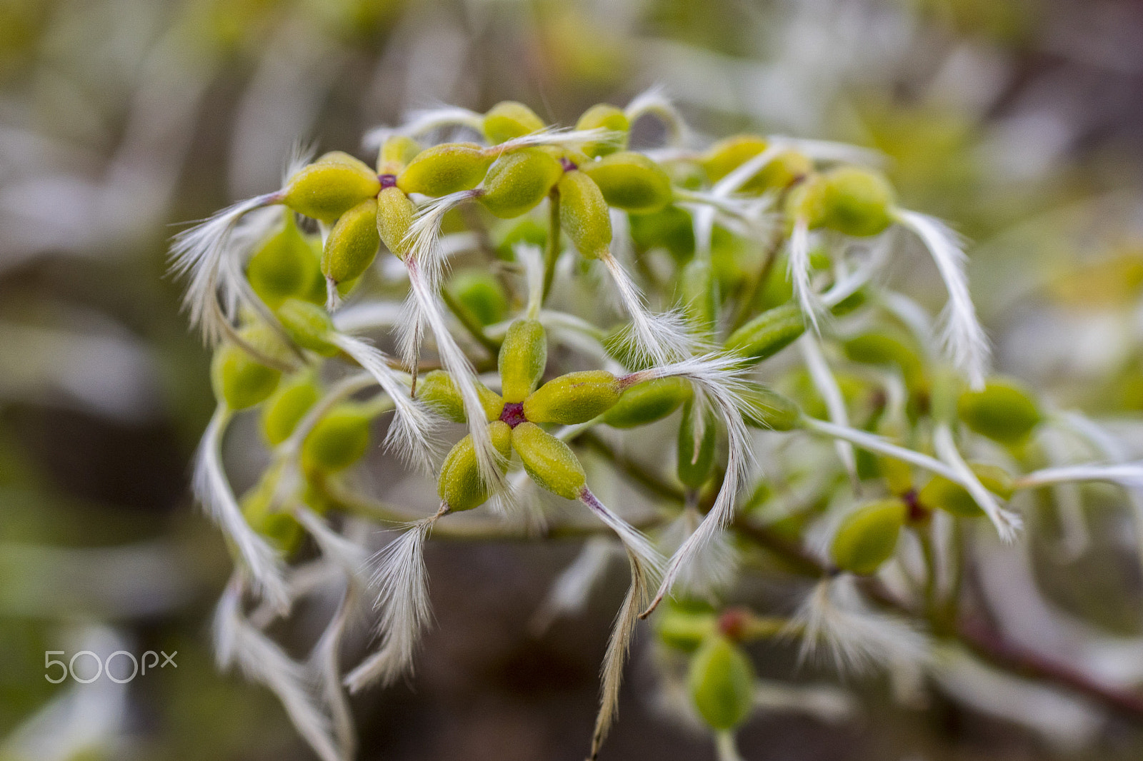 Sony ILCA-77M2 + Tamron SP AF 90mm F2.8 Di Macro sample photo. Strange plant photography