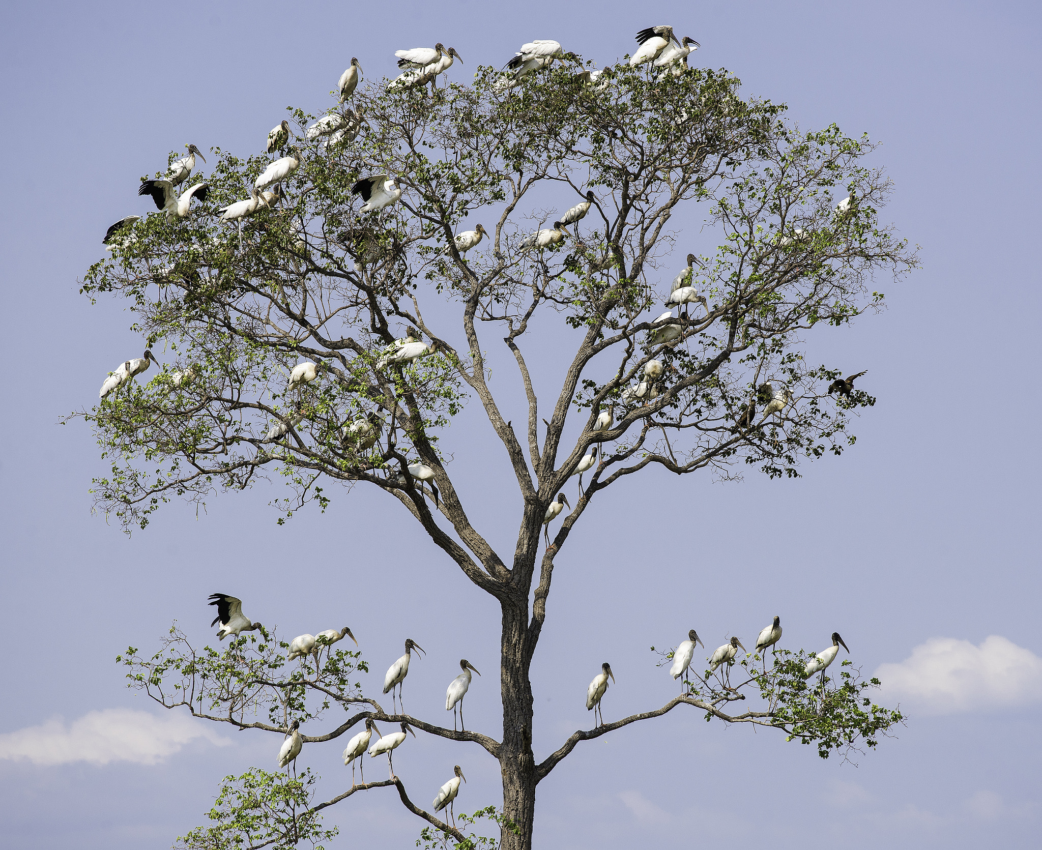 Nikon D600 + Nikon AF-S Nikkor 300mm F4D ED-IF sample photo. Wood stork photography
