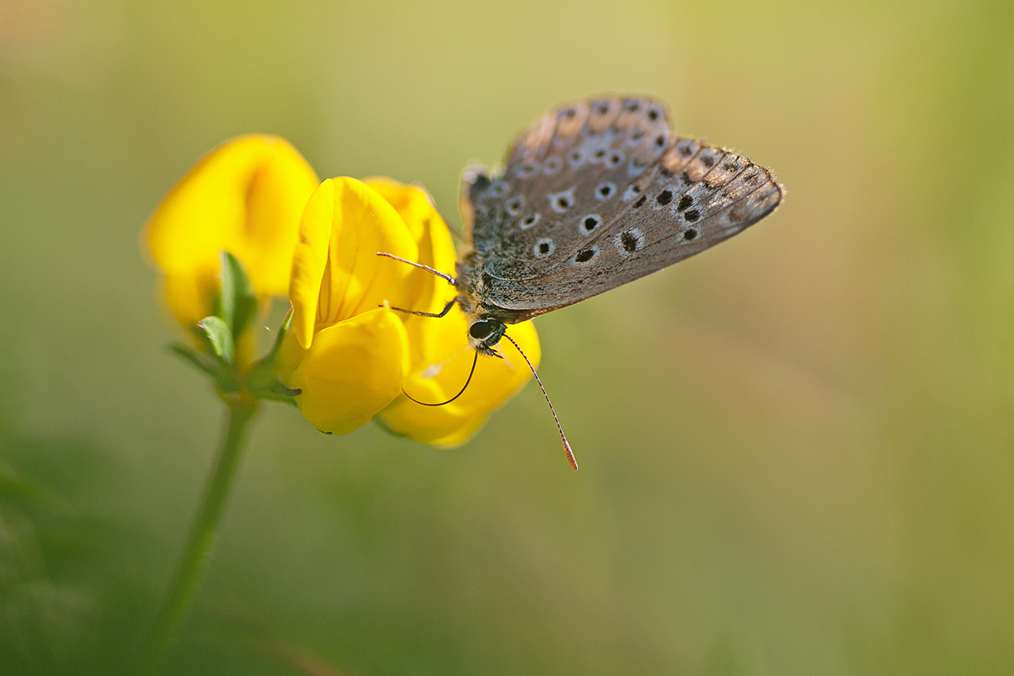 Nikon D300S sample photo. On yellow photography
