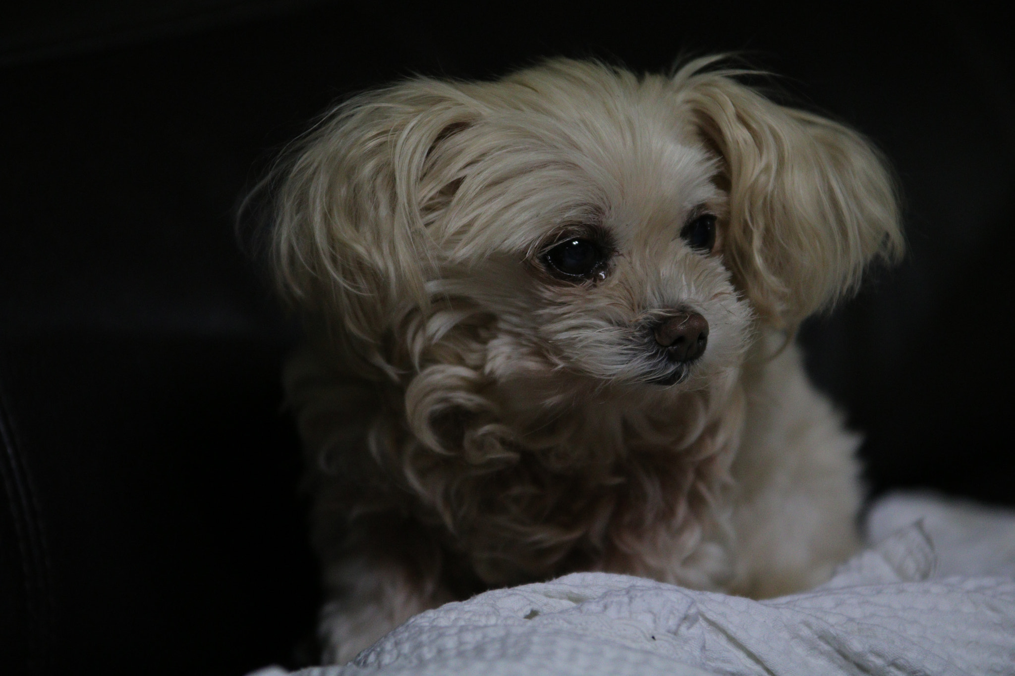 Sigma 70-200mm F2.8 EX DG OS HSM sample photo. 보리 photography