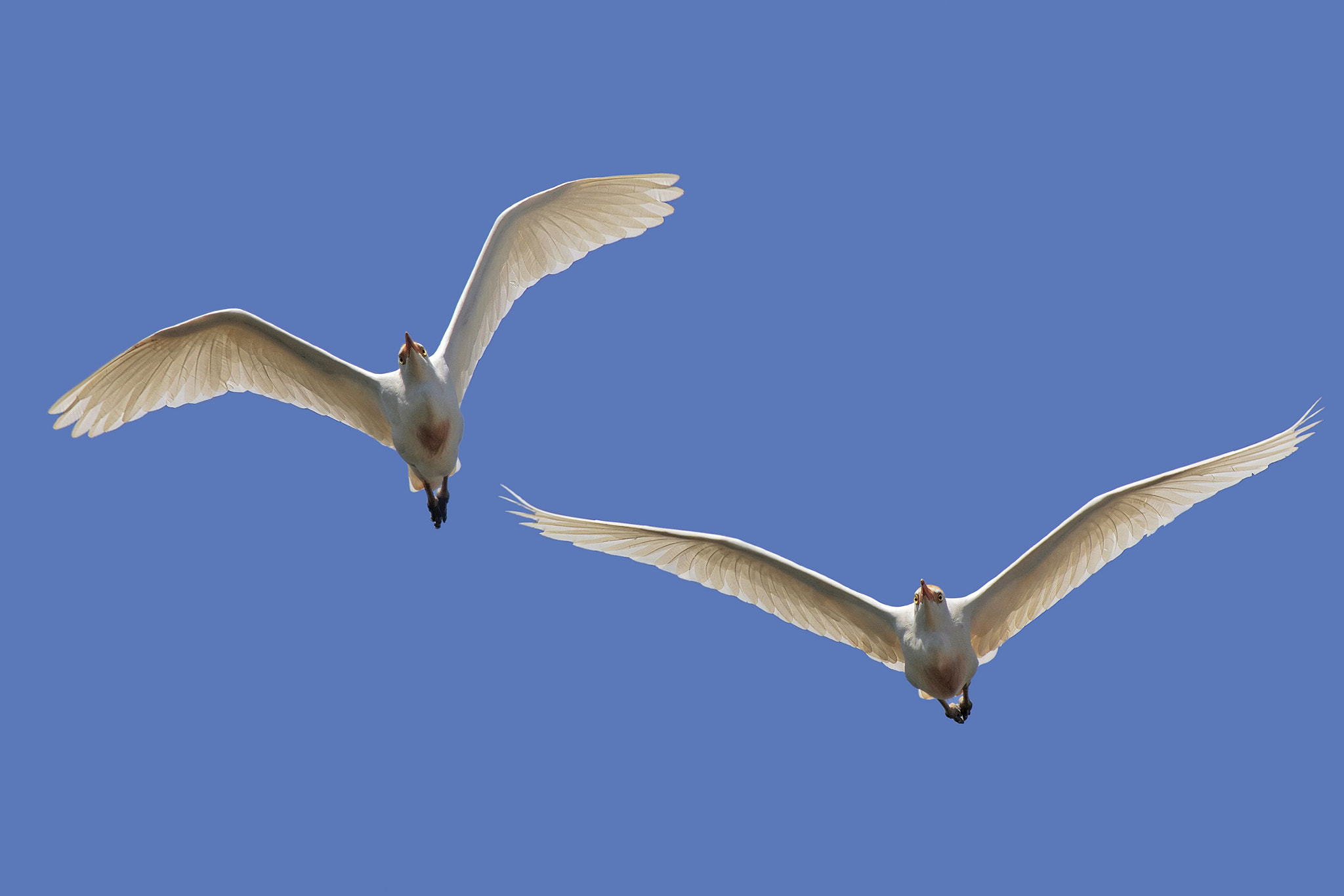 Canon EF 500mm f/4.5L sample photo. Cattle egrets photography