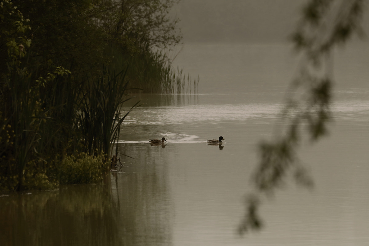 Canon EF 70-300mm F4-5.6L IS USM sample photo. Ducking photography