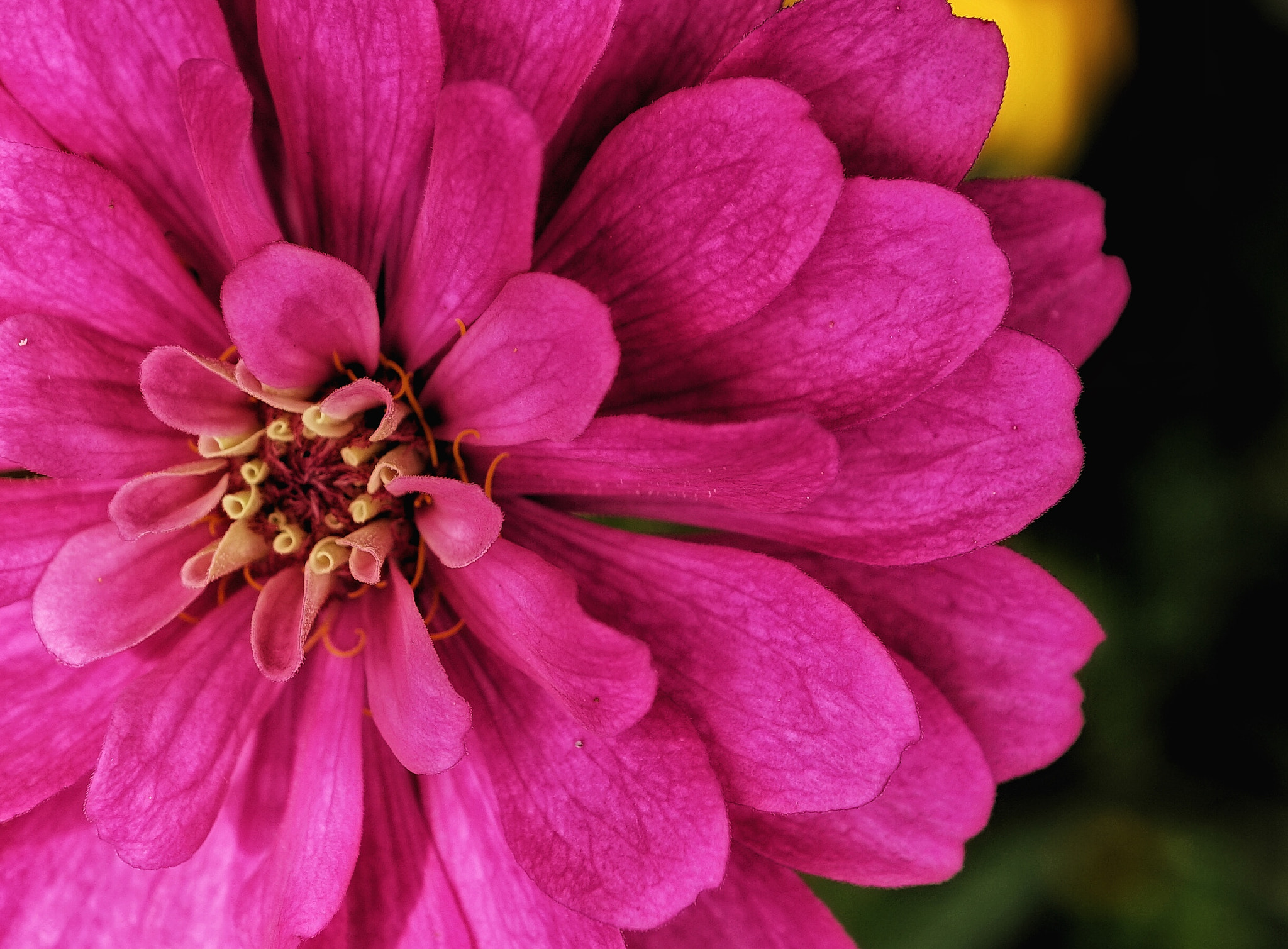 Sony Alpha a5000 (ILCE 5000) + Sony E 30mm F3.5 sample photo. Lovely pink photography