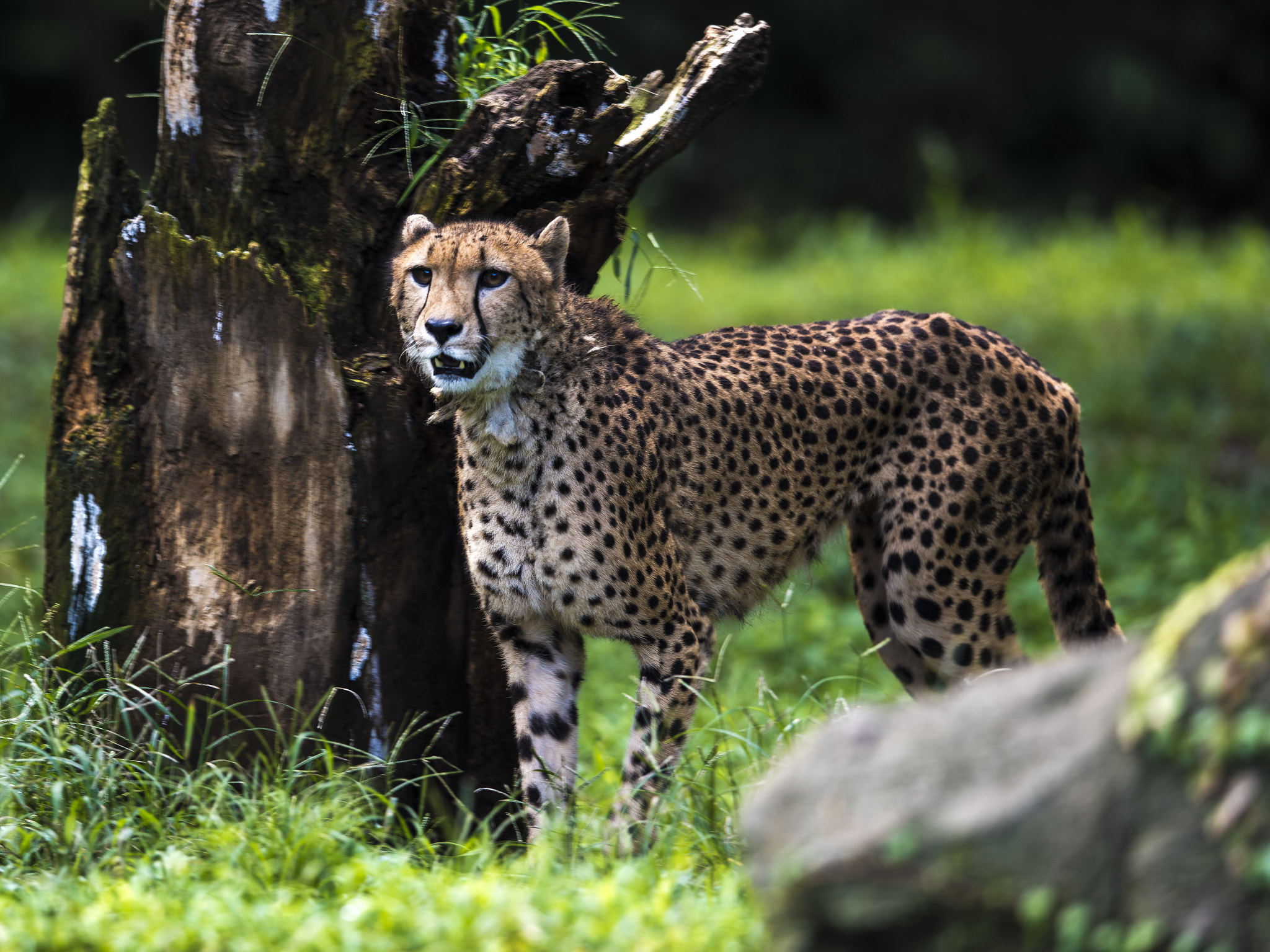 Nikon D810 sample photo. A cheetah photography