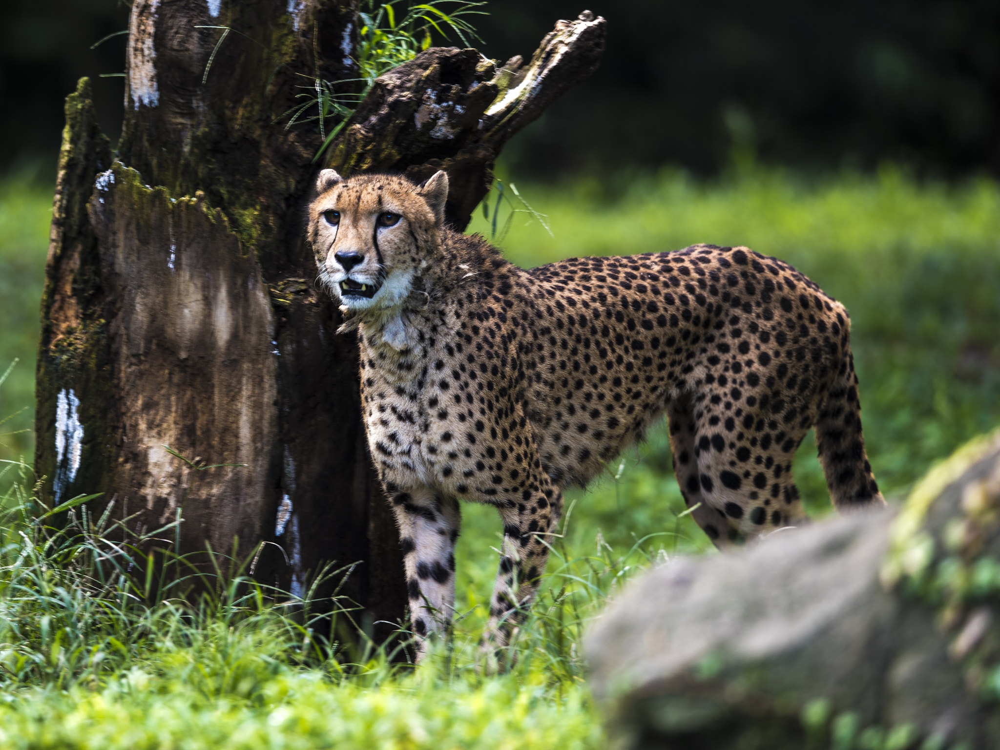 Nikon AF-S Nikkor 400mm F2.8E FL ED VR sample photo. A cheetah photography