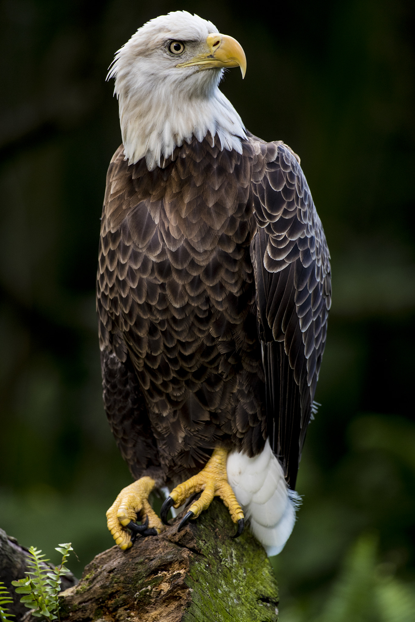 Canon EF 600mm f/4L IS sample photo. Bold eagle photography