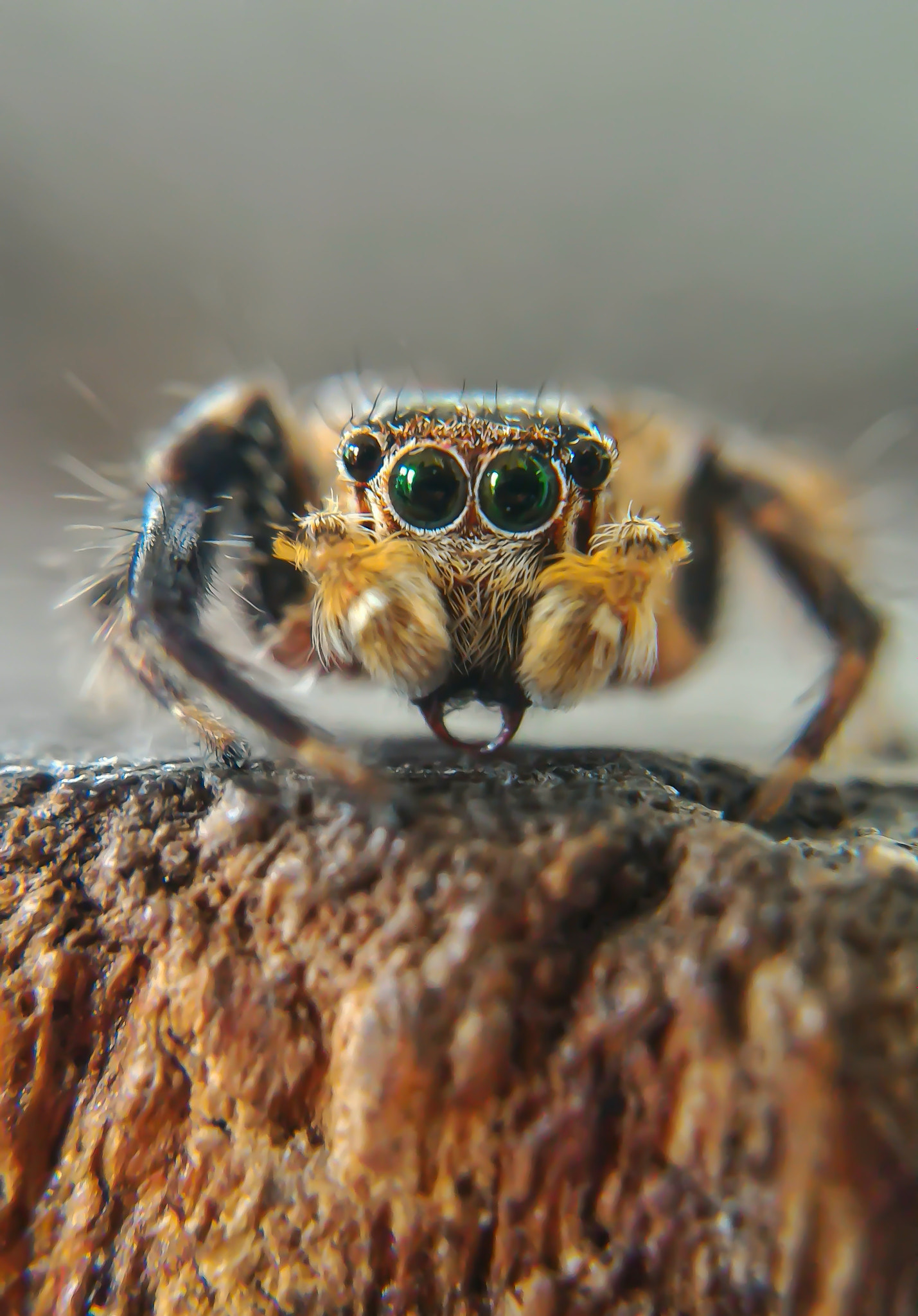 ASUS Z008D sample photo. Spidey photography