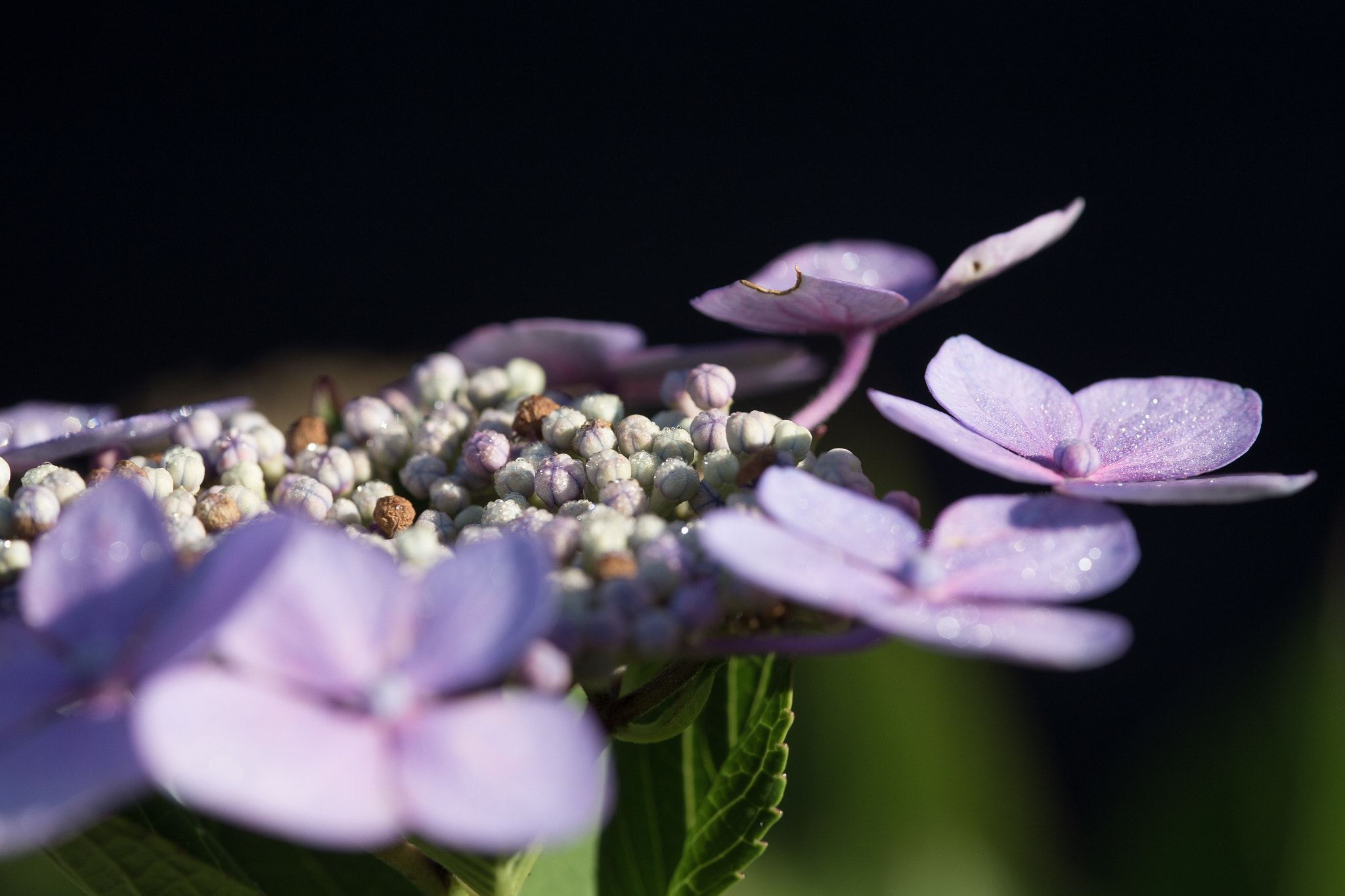 Canon EOS 6D + Sigma 105mm F2.8 EX DG Macro sample photo. Purple photography