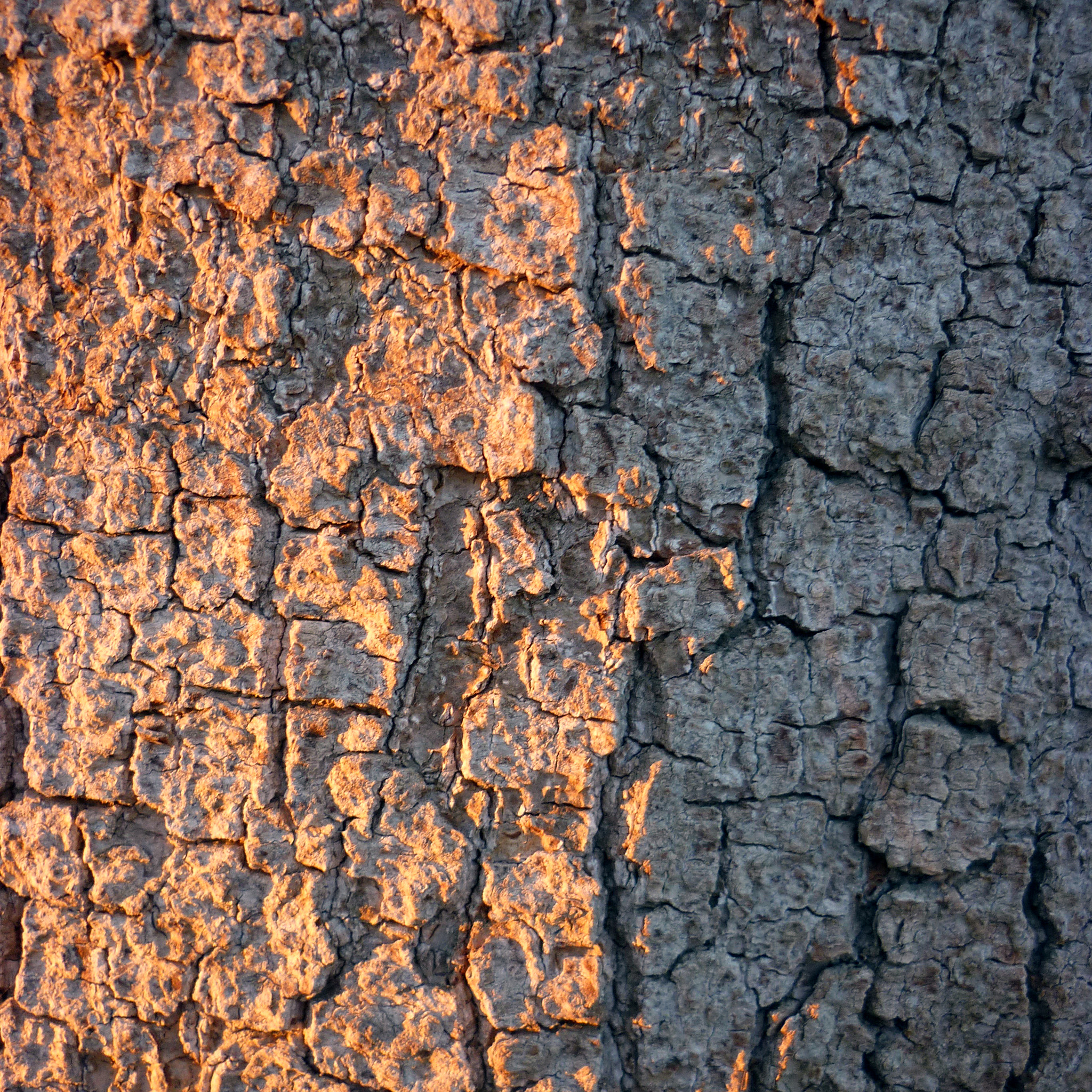 Panasonic DMC-FS42 sample photo. Blue shadows and amber sunlight. gotta get that mccandless. photography