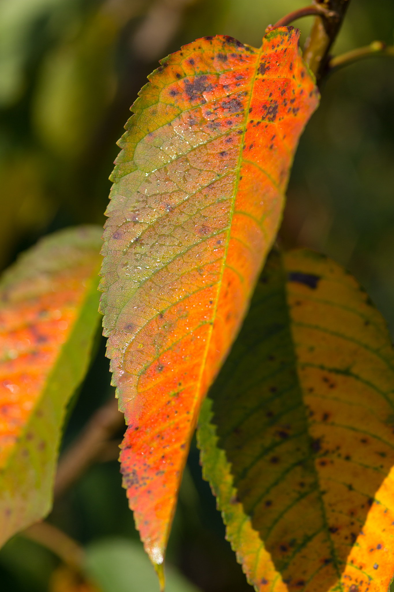 Canon EOS 6D + Sigma 105mm F2.8 EX DG Macro sample photo. Autumn leaves photography