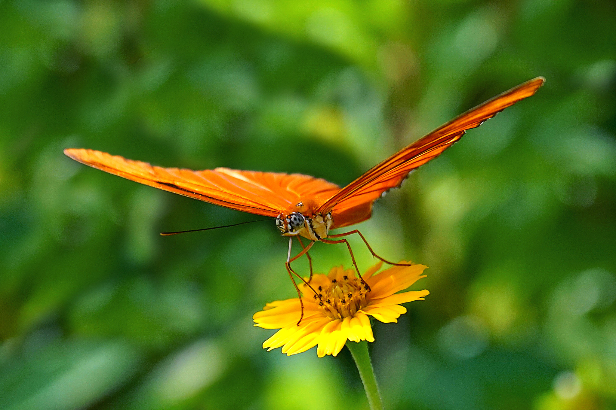 Sony 70-400mm F4-5.6 G SSM II sample photo. 普吉岛上蝶恋花 photography