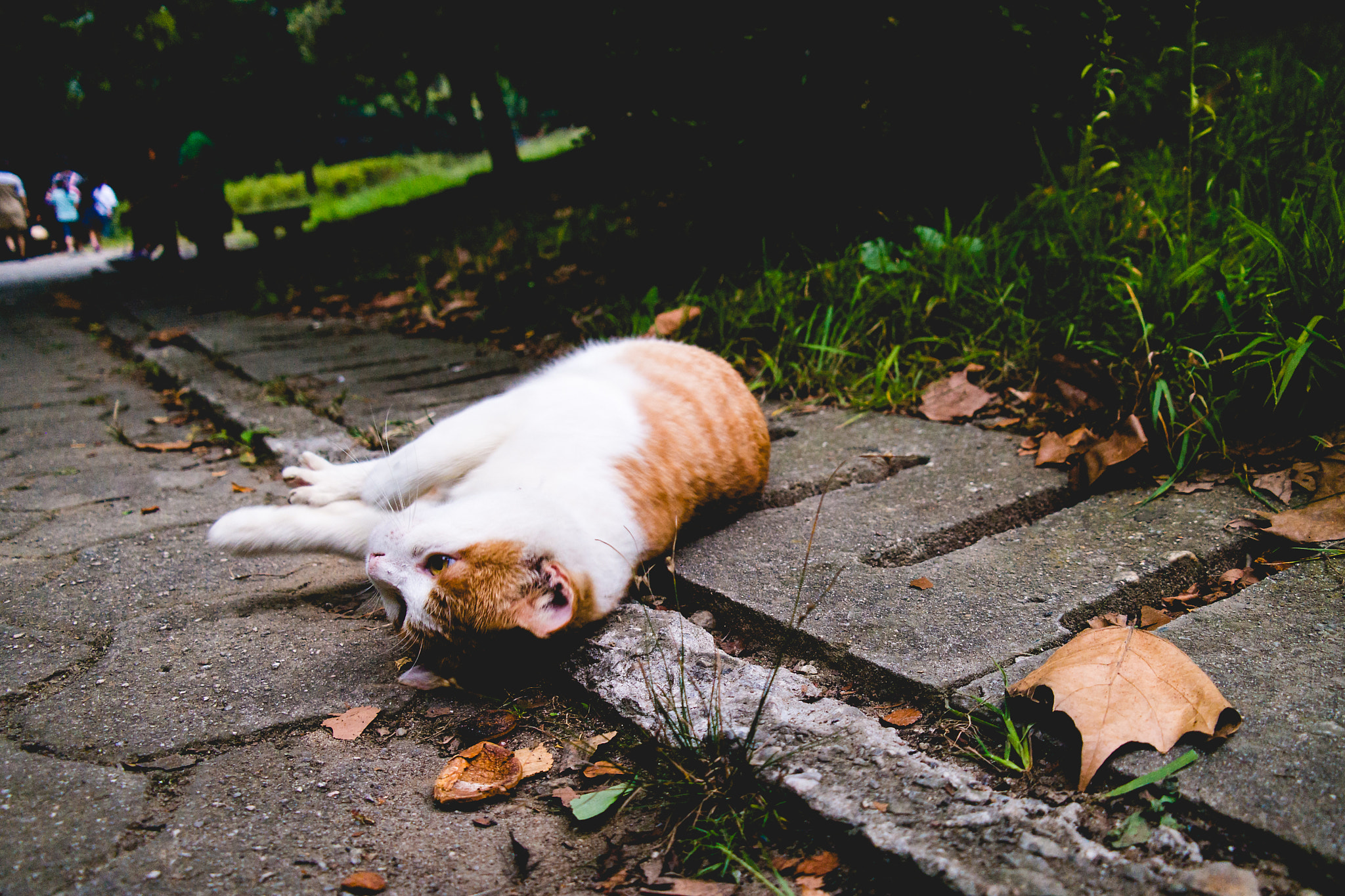 Samsung NX 18-55mm F3.5-5.6 OIS sample photo. 2016-09-16 photography