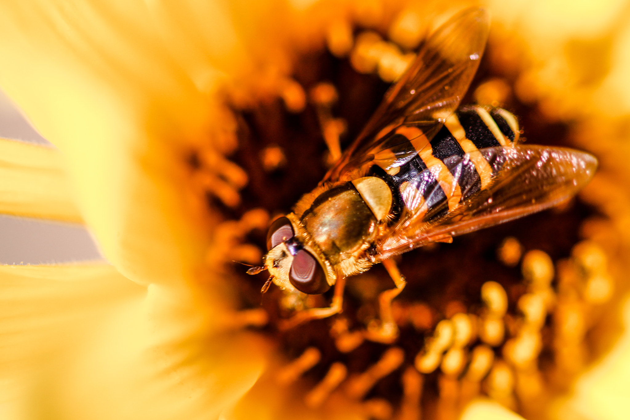 Sigma 105mm F2.8 EX DG OS HSM sample photo. Wasp or bee ? photography