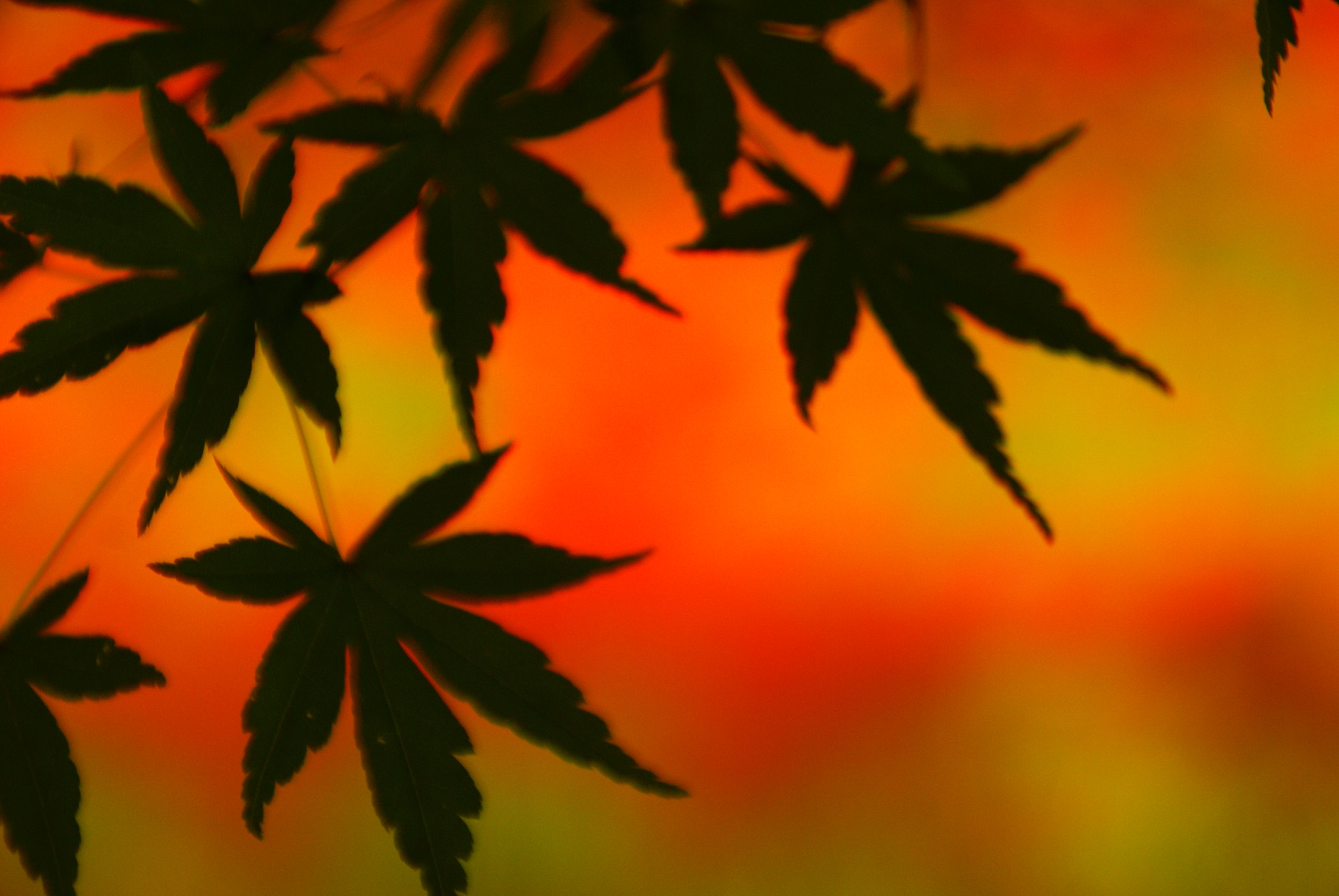 Sony Alpha DSLR-A100 sample photo. Autumn leaves photography