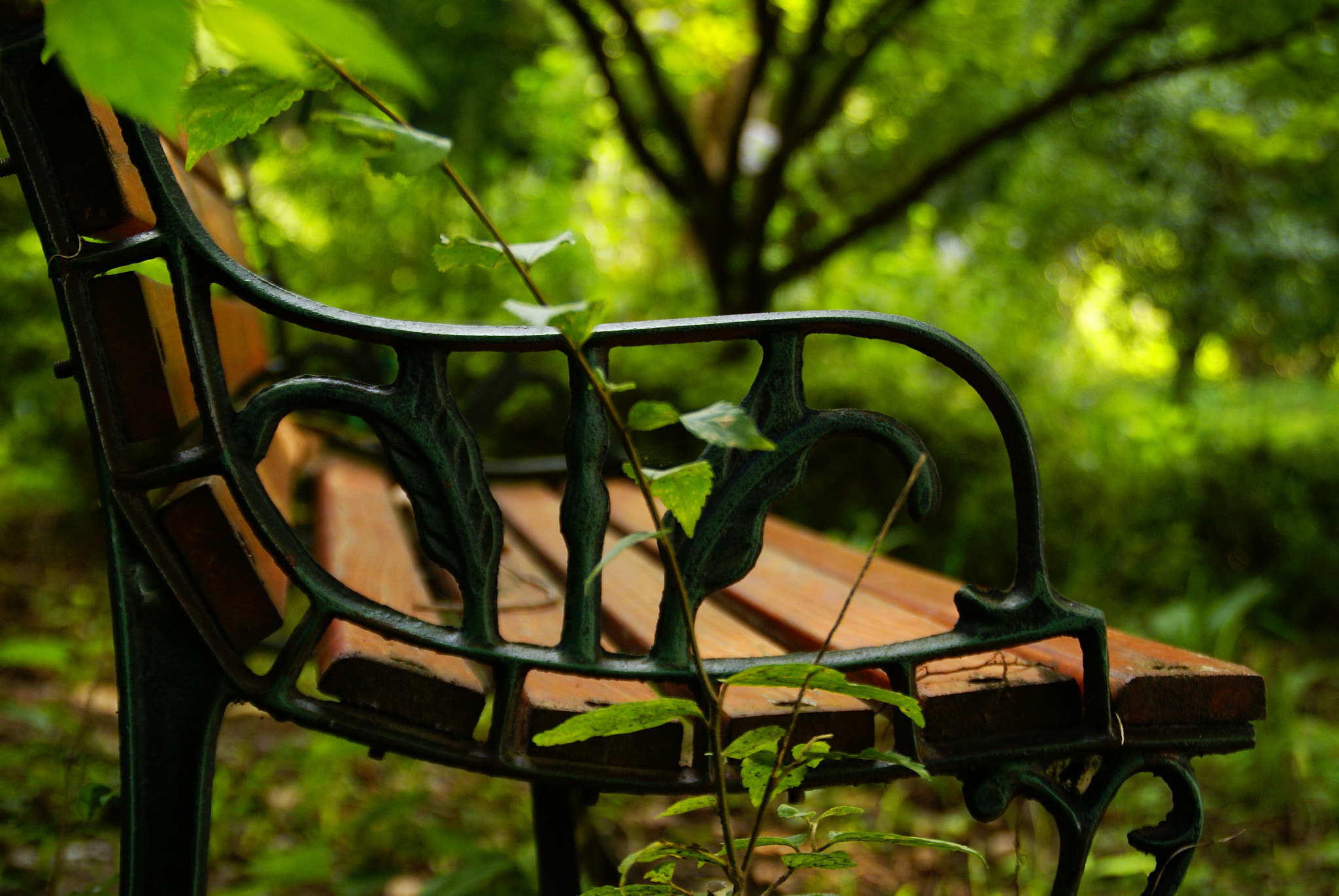 Sony Alpha DSLR-A100 sample photo. Bench photography