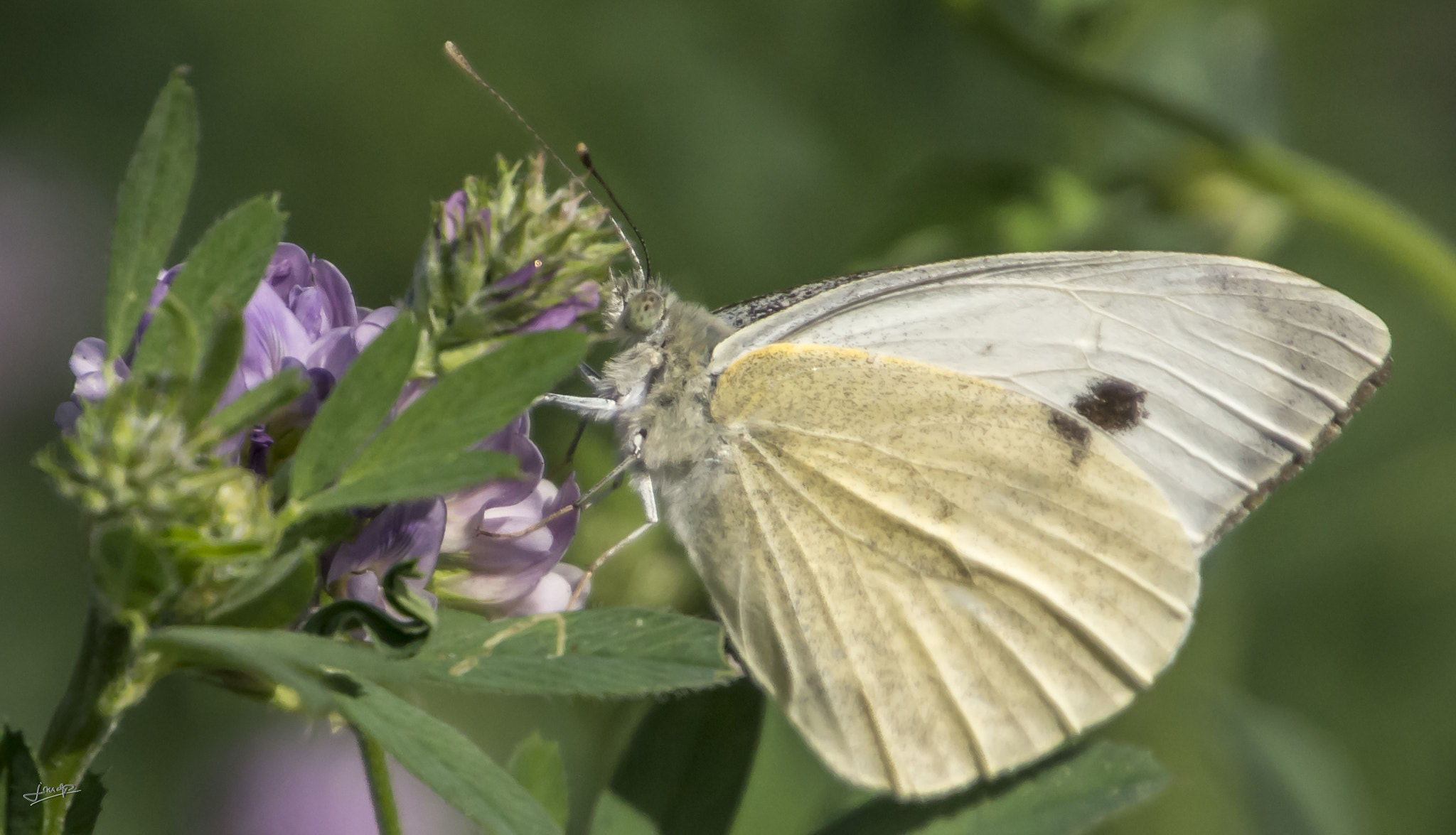 Tamron 16-300mm F3.5-6.3 Di II VC PZD Macro sample photo. Dsc photography