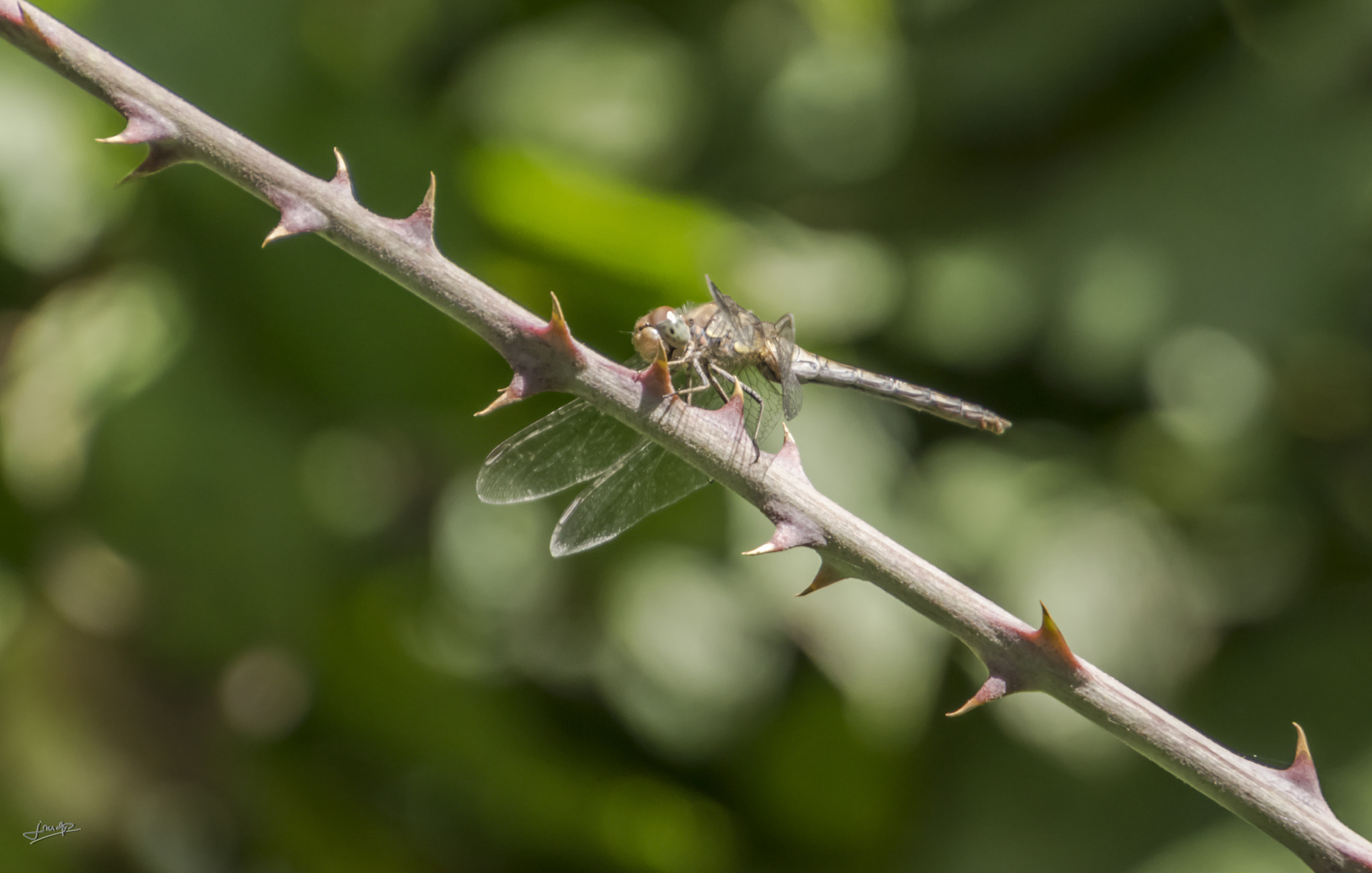 Tamron 16-300mm F3.5-6.3 Di II VC PZD Macro sample photo. Dsc photography