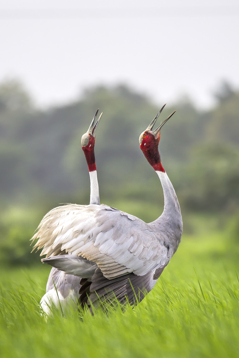 150-600mm F5-6.3 DG OS HSM | Sports 014 sample photo. Saras crane photography