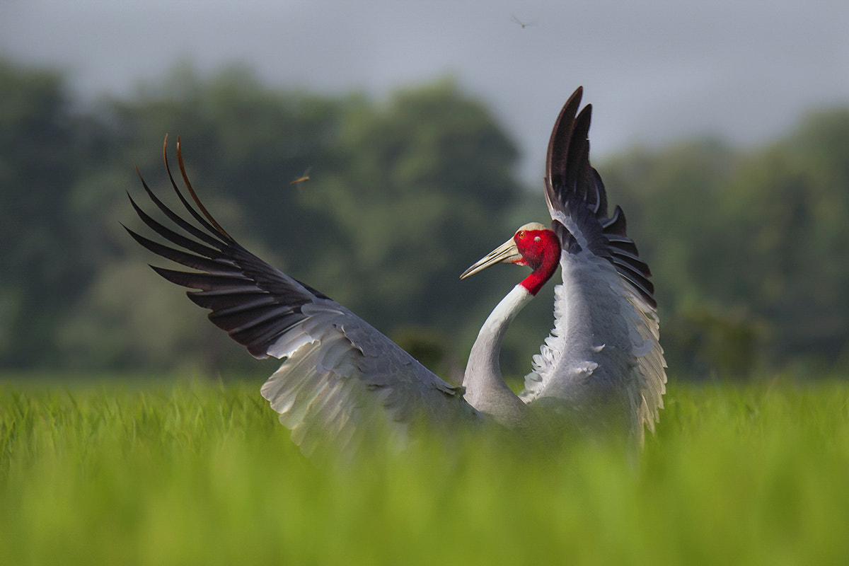 150-600mm F5-6.3 DG OS HSM | Sports 014 sample photo. Saras crane photography