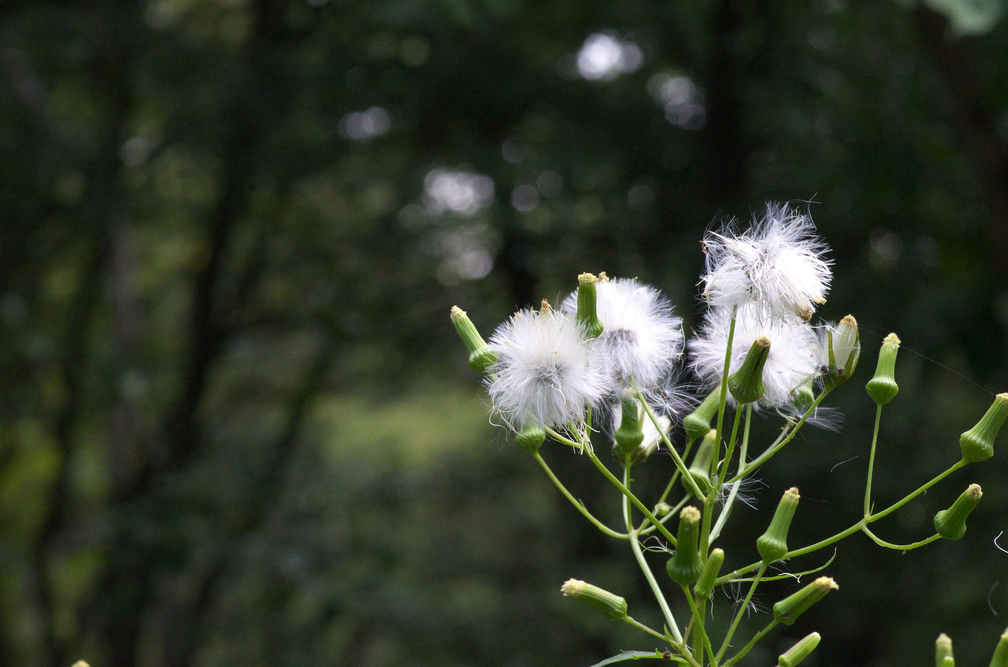 Pentax K-01 + Pentax smc D-FA 100mm F2.8 Macro WR sample photo. Happiness is today.... photography