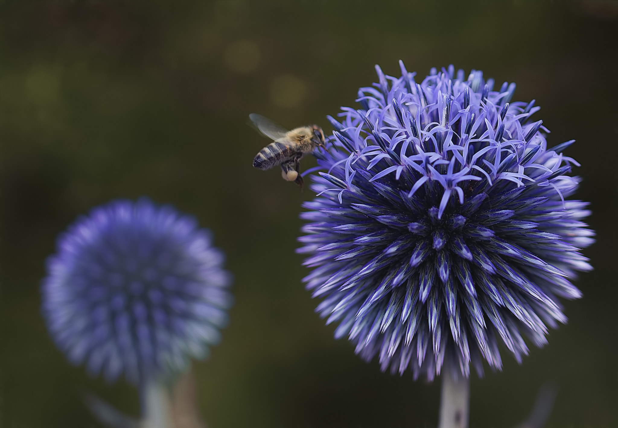 Canon EOS 7D + Canon EF 100mm F2.8L Macro IS USM sample photo. Buzzzy bee photography